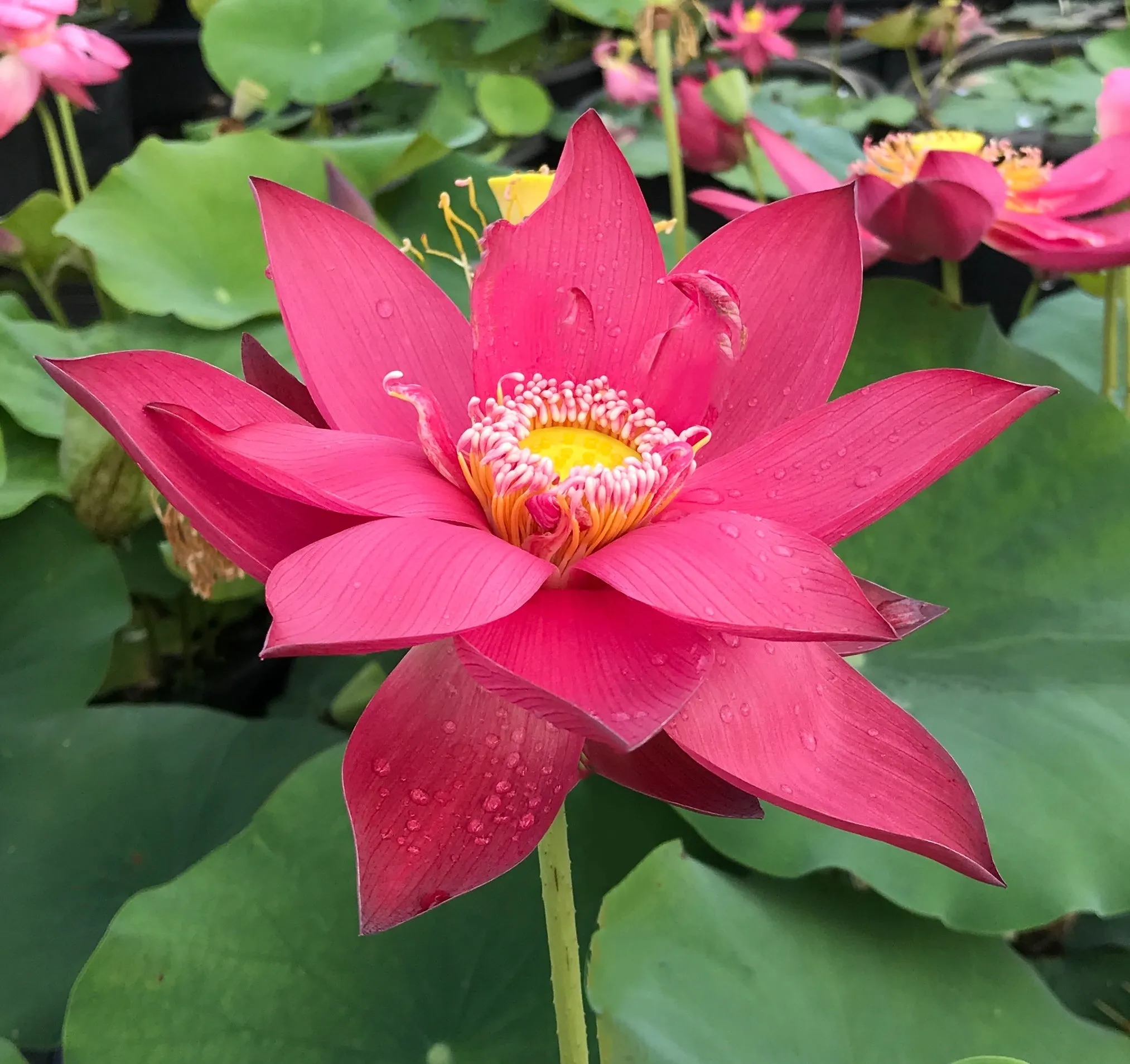 Ancient Capital New Beauty Lotus <br> Tall / Crimson-Red Blooms!