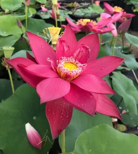 Ancient Capital New Beauty Lotus <br> Tall / Crimson-Red Blooms!