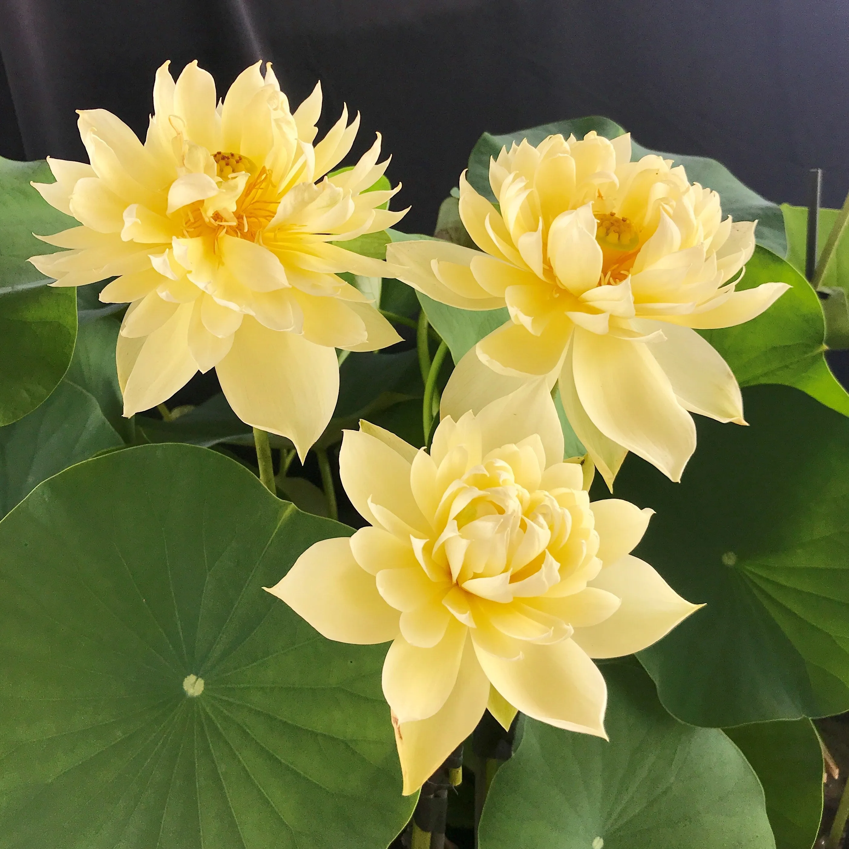 Autumn In Moling Lotus <br> Medium / Heavy Bloomer!