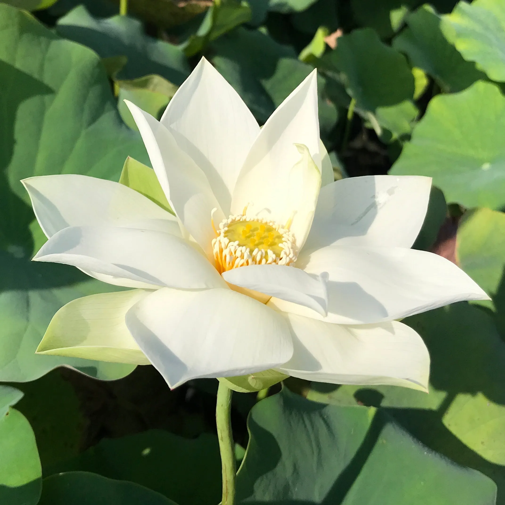 Baby Doll Lotus <br> Medium  Delightful, white blooms!