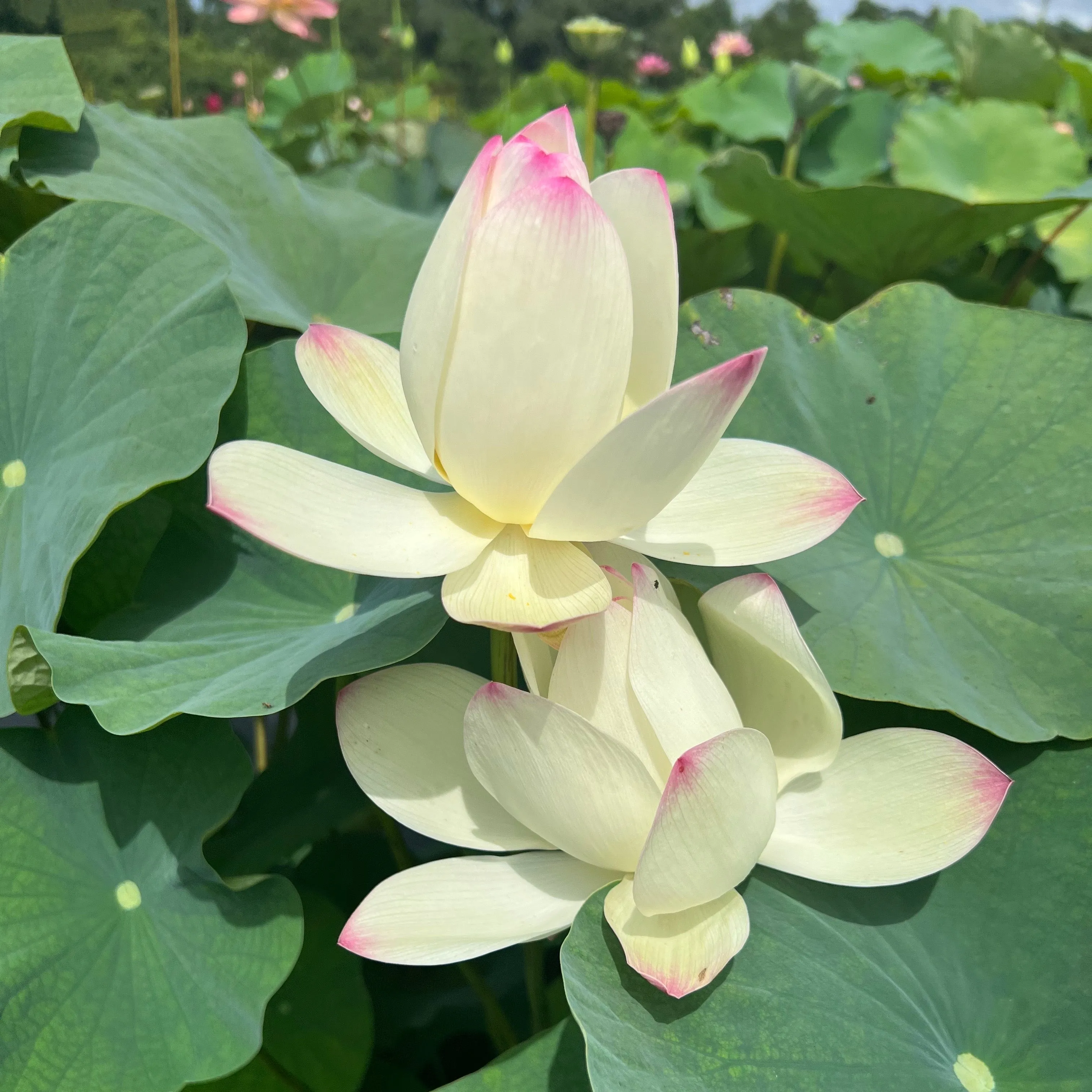 Beauty Gui Lotus