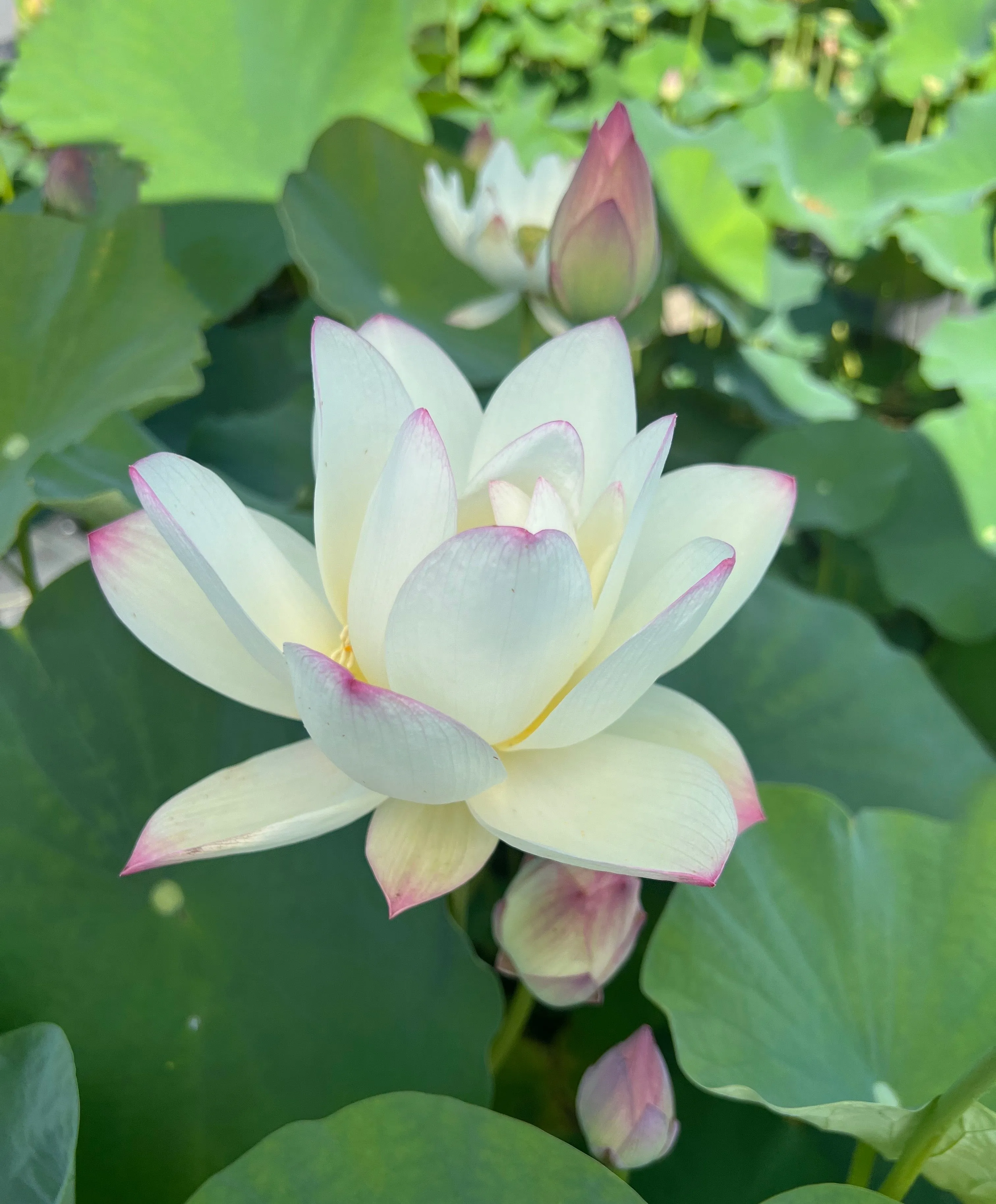 Beauty Gui Lotus