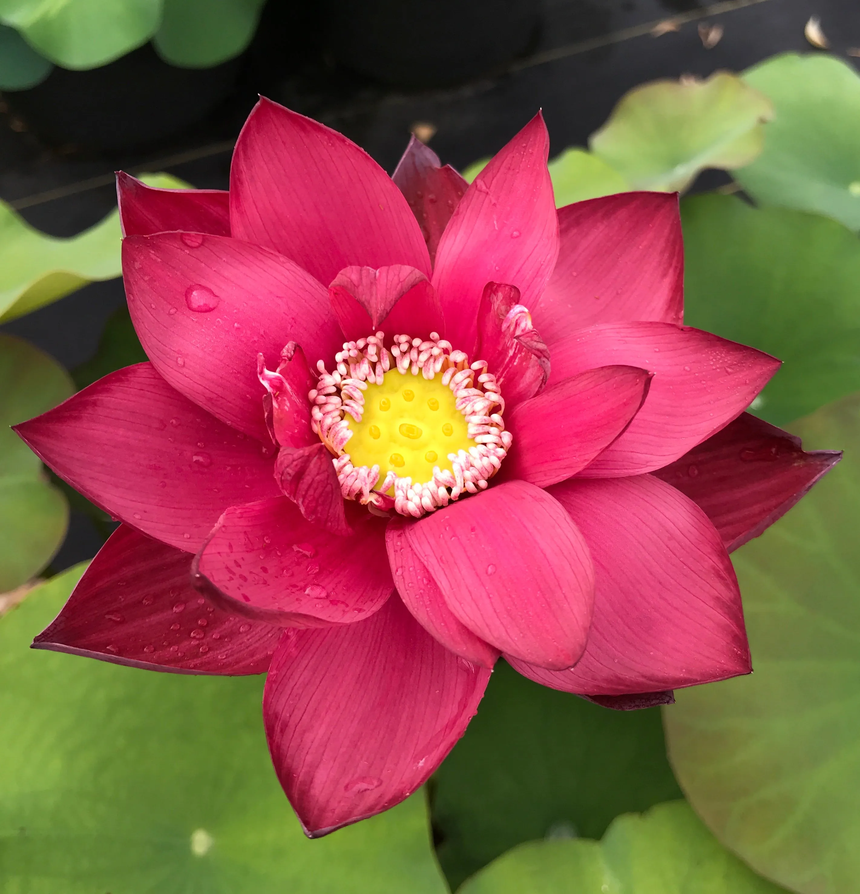 Beijing Lotus <br> Brilliant Red!