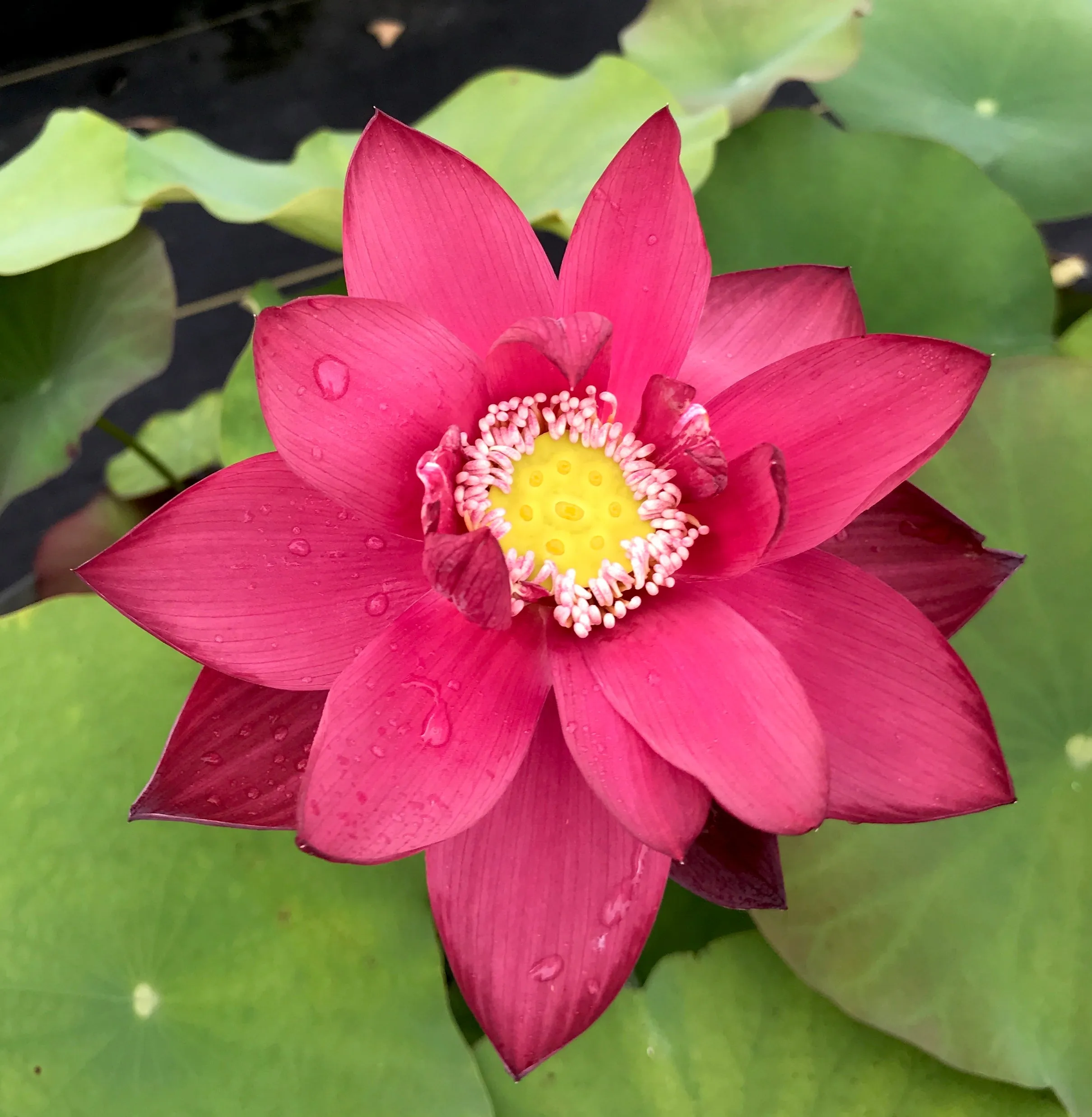 Beijing Lotus <br> Brilliant Red!