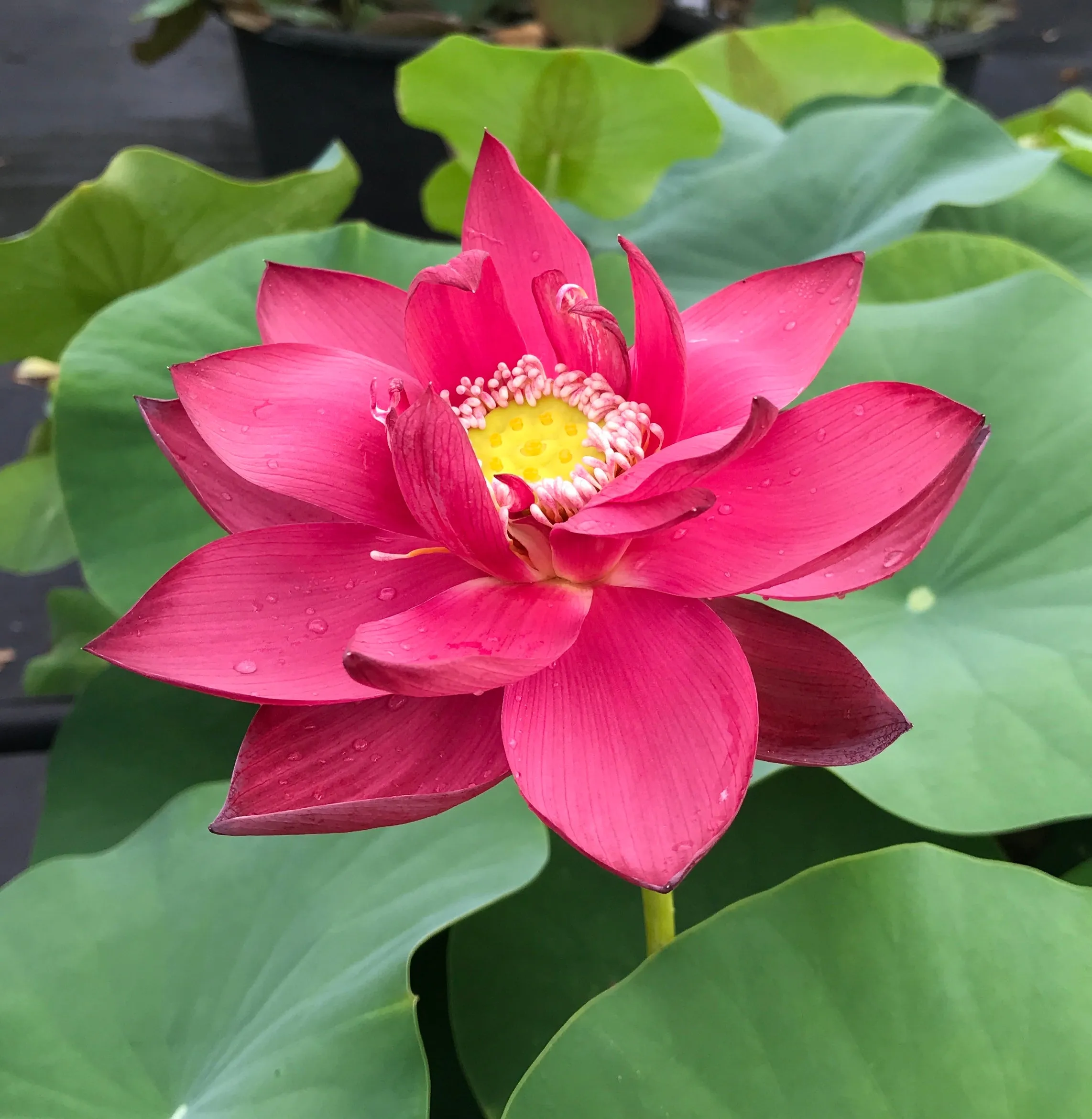 Beijing Lotus <br> Brilliant Red!