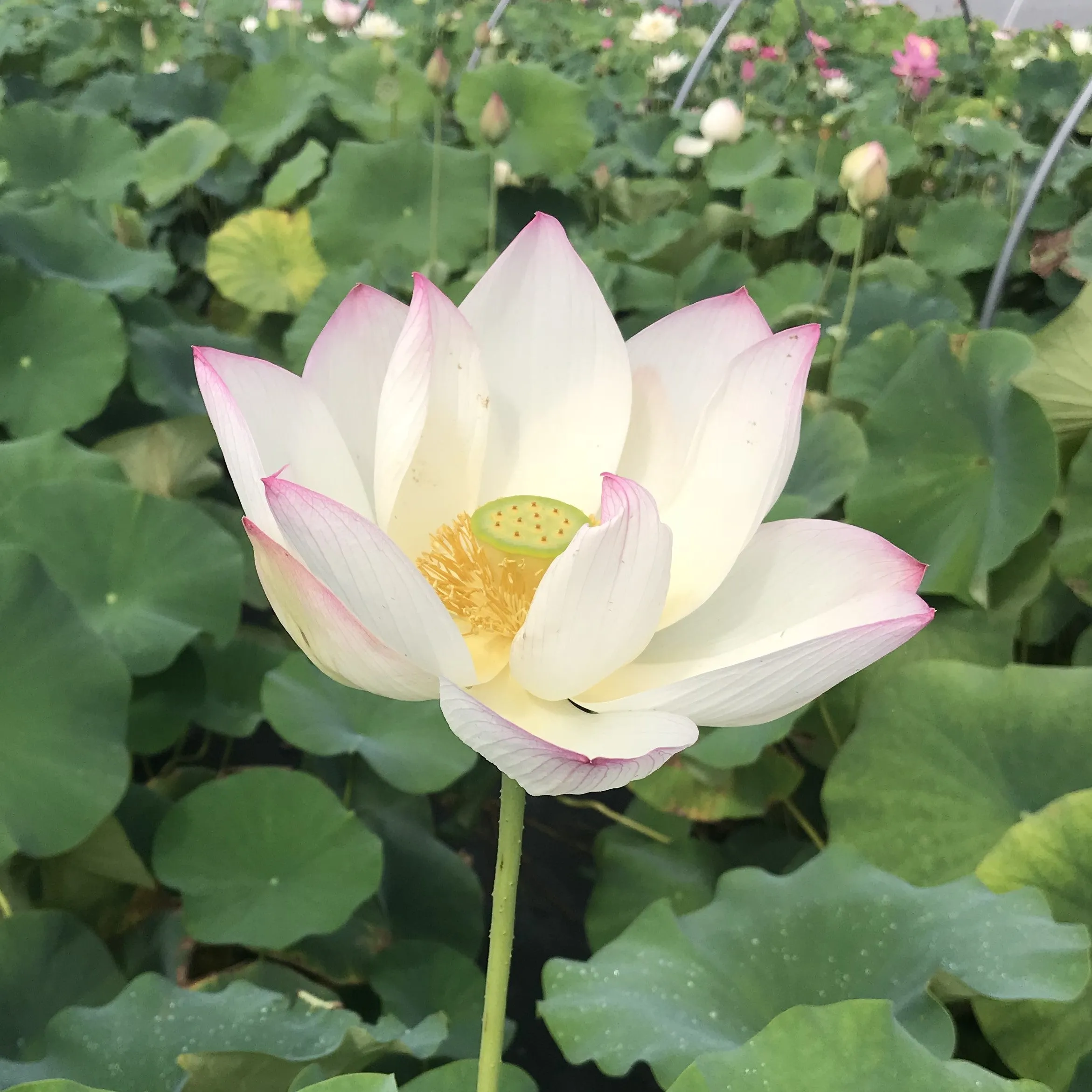 Cranberry Kiss Lotus <br> Tall / Heavy Bloomer, Early Bloomer!