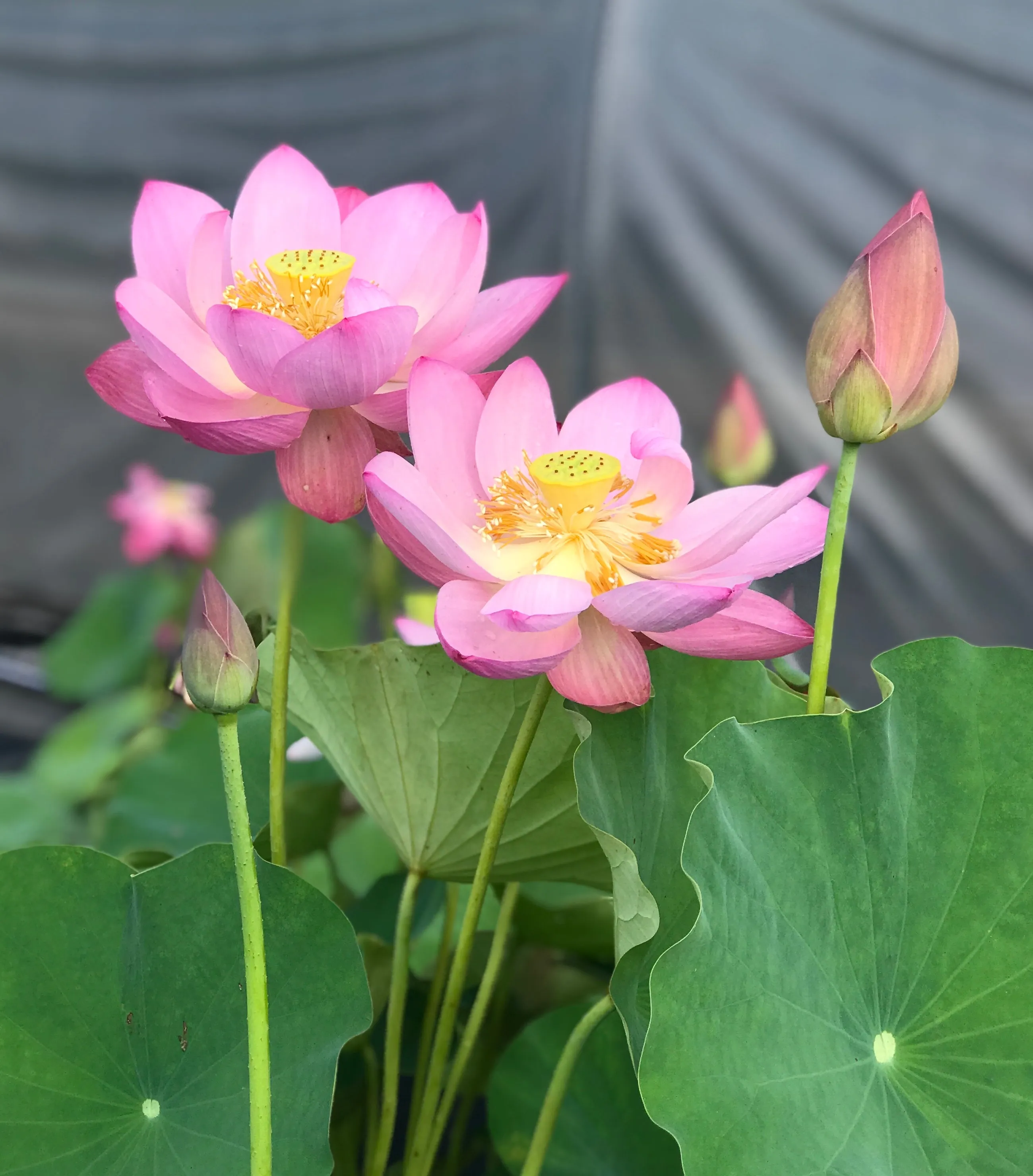 Deacon DeGarmeaux Lotus <br> Heavy Bloomer, Early Bloomer!