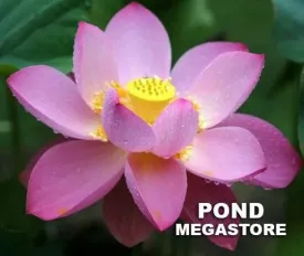 Deacon DeGarmeaux Lotus <br> Heavy Bloomer, Early Bloomer!