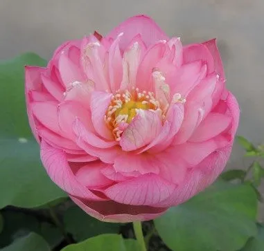 Dripping Dew Lotus <br> Dwarf-Medium