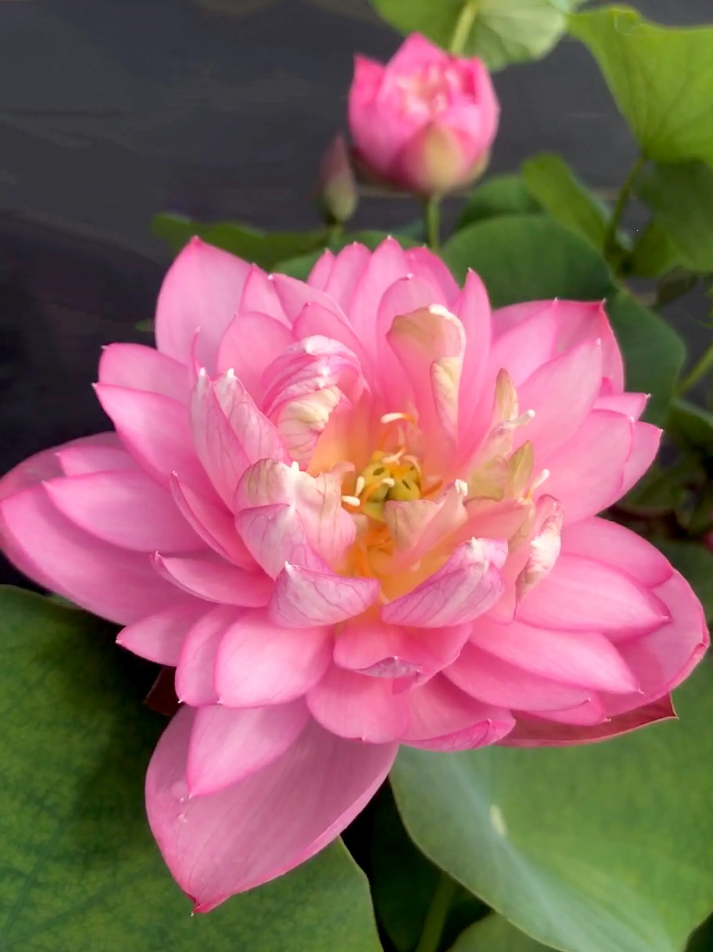 Dripping Dew Lotus <br> Dwarf-Medium