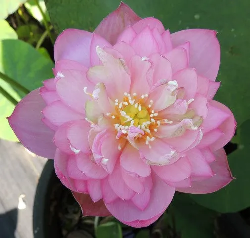 Dripping Dew Lotus <br> Dwarf-Medium