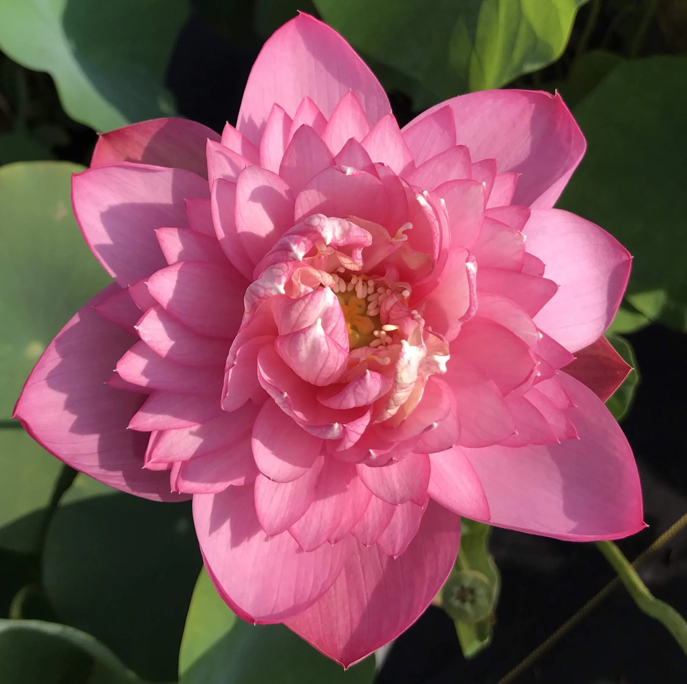 Dripping Dew Lotus <br> Dwarf-Medium