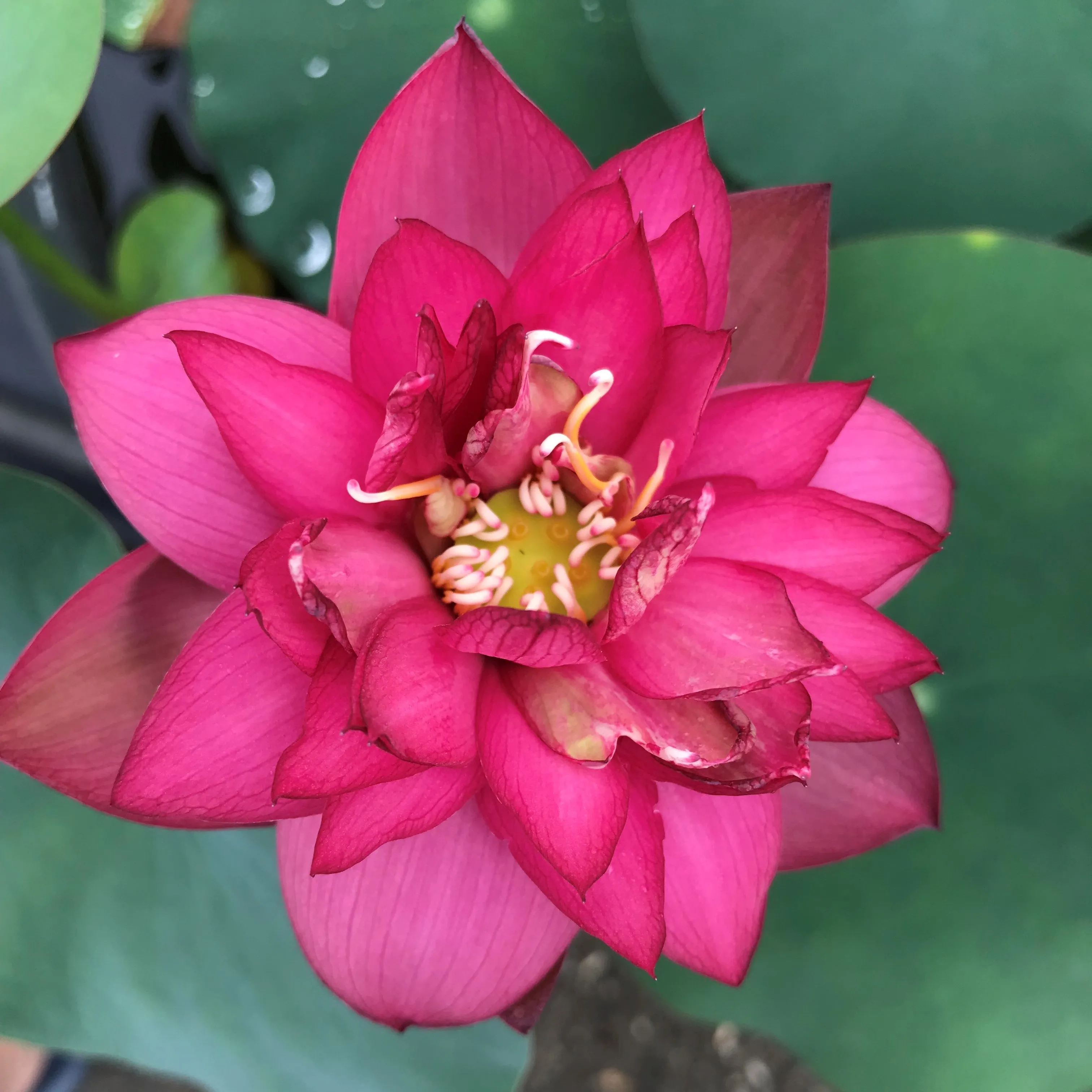 Glory Lotus <br> Bright Red