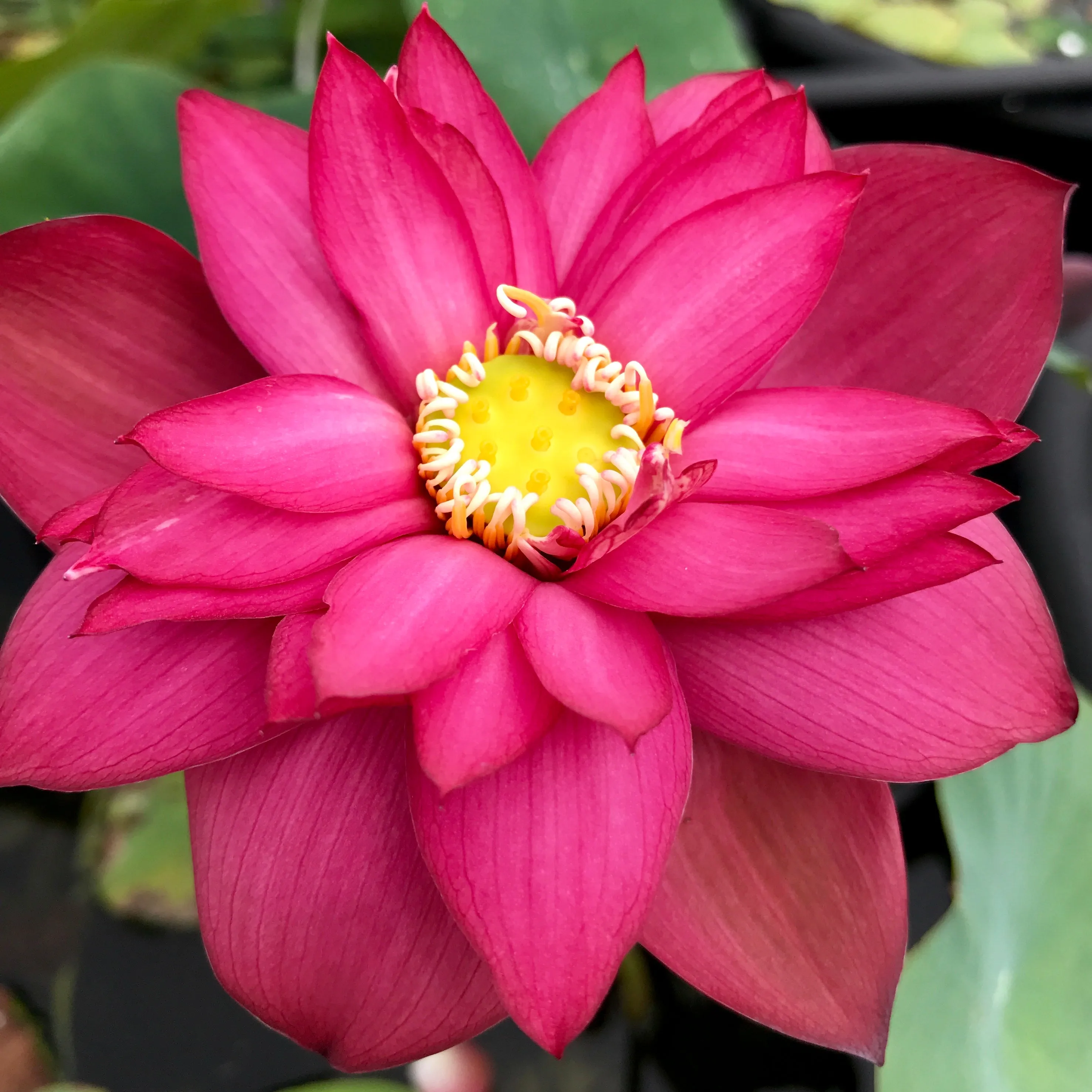 Glory Lotus <br> Bright Red