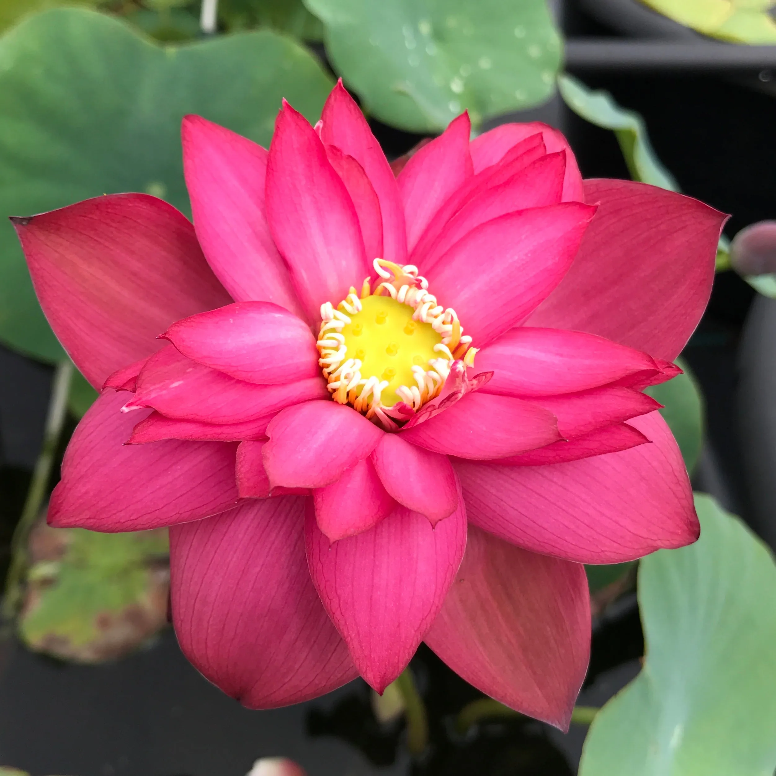 Glory Lotus <br> Bright Red