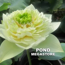 Golden Autumn Lotus <br> Early Bloomer!