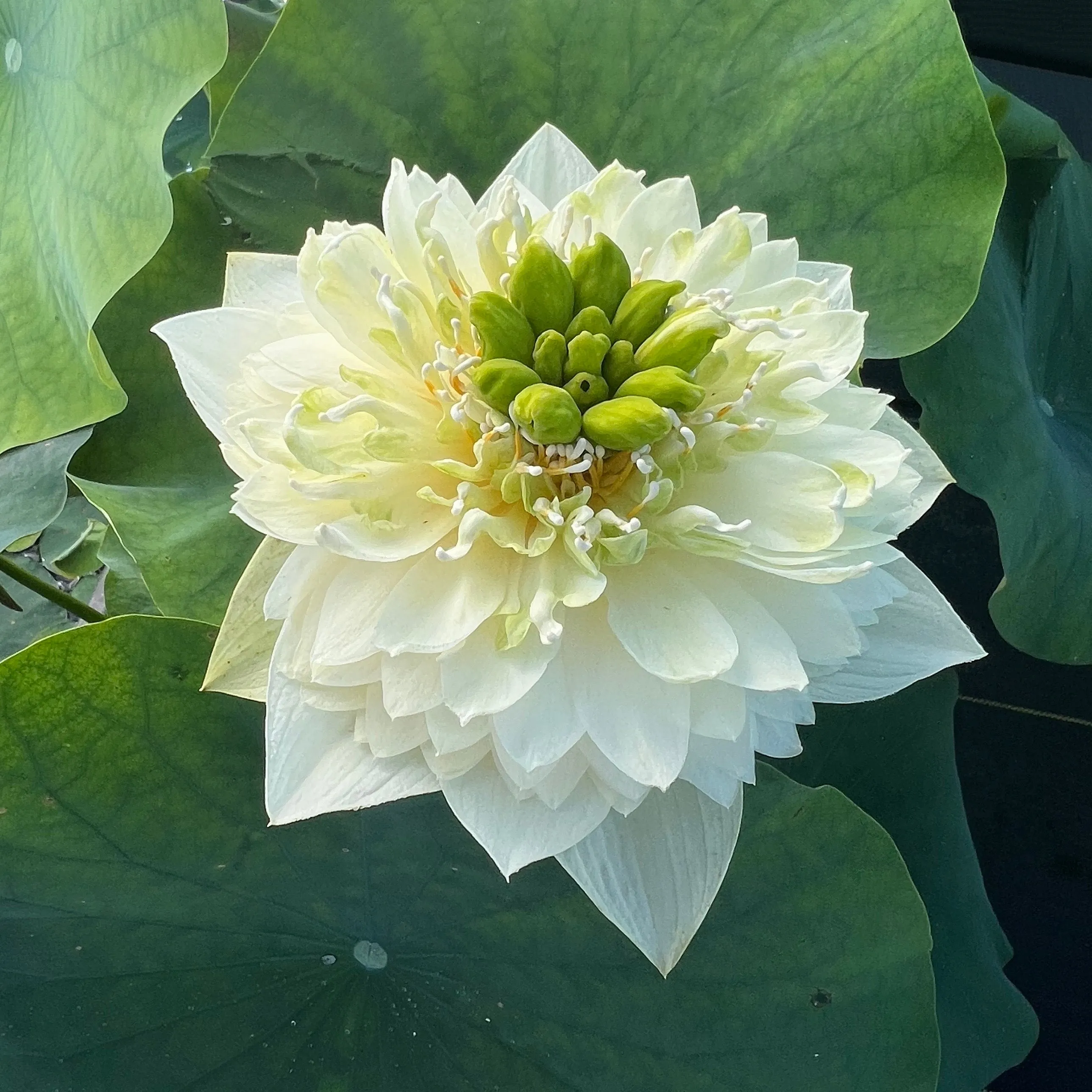 Golden Autumn Lotus <br> Early Bloomer!