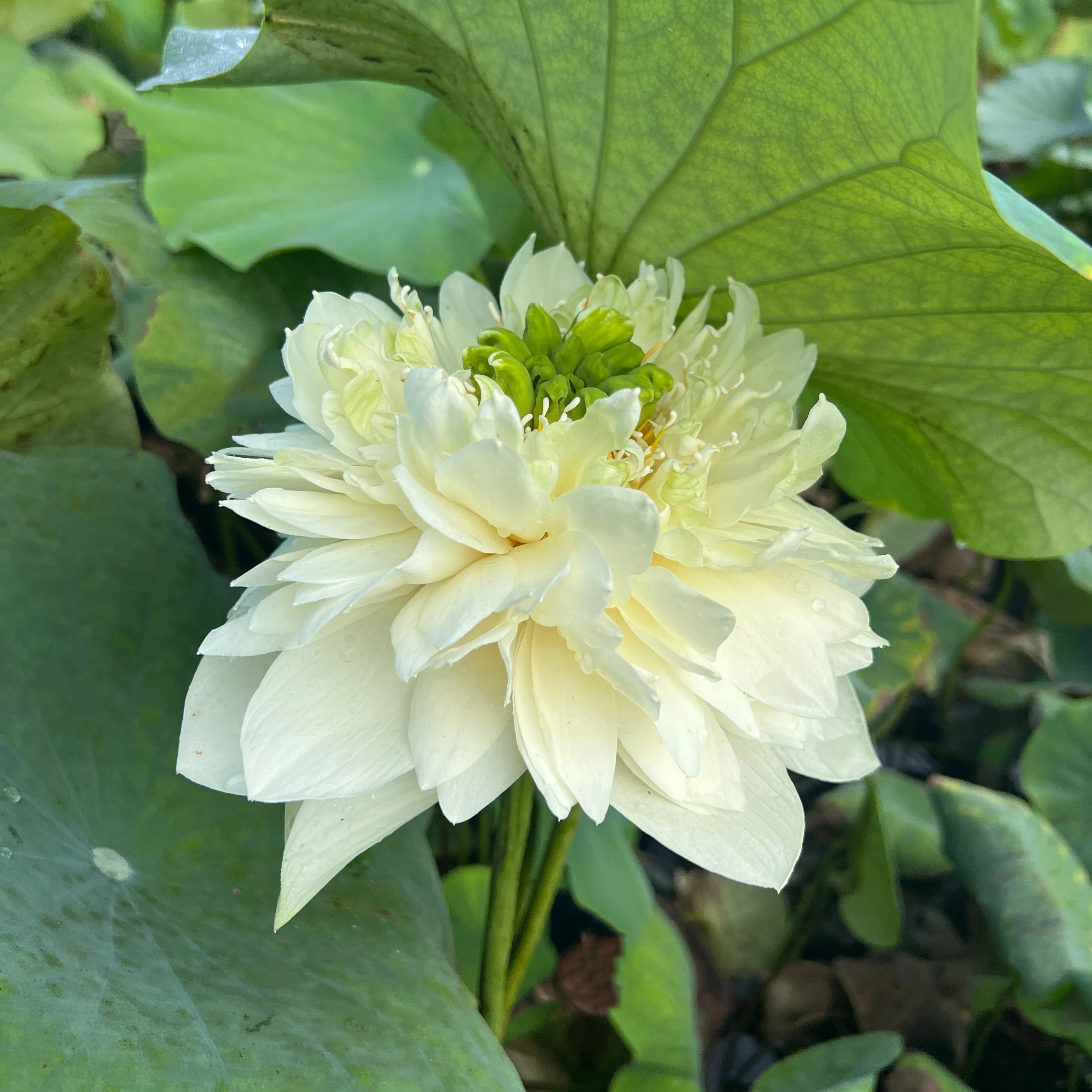 Golden Autumn Lotus <br> Early Bloomer!