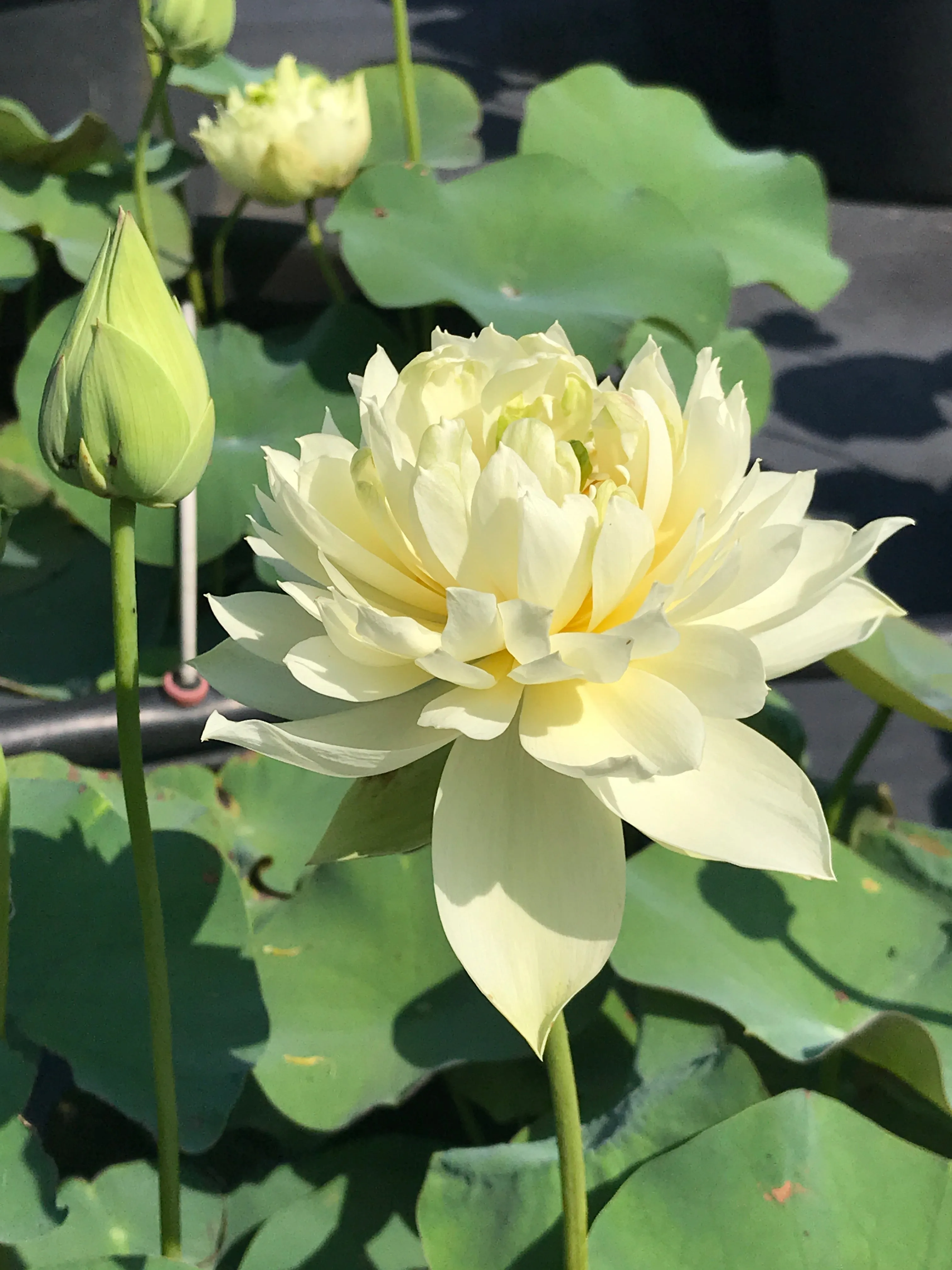 Golden Phoenix Lotus <br>Amazing drape on yellow blooms!