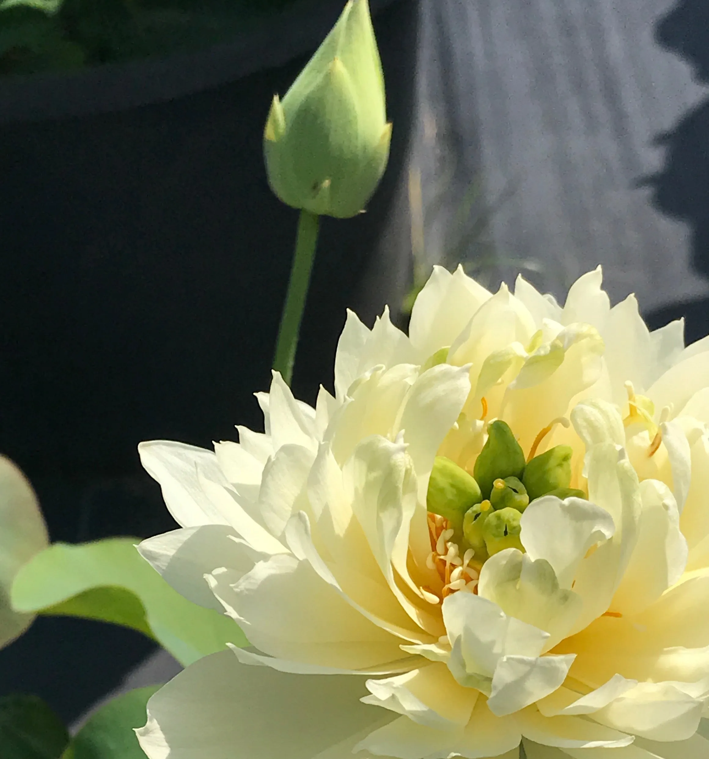 Golden Phoenix Lotus <br>Amazing drape on yellow blooms!