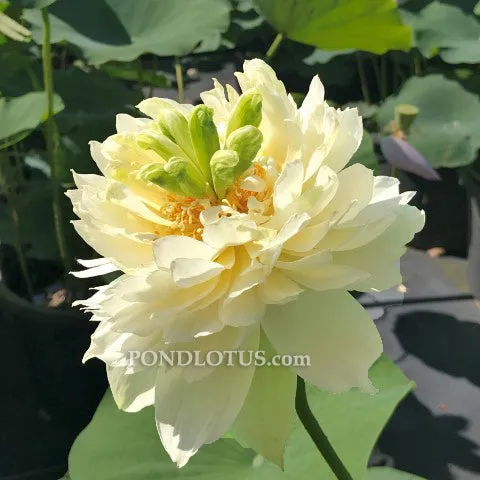 Golden Phoenix Lotus <br>Amazing drape on yellow blooms!