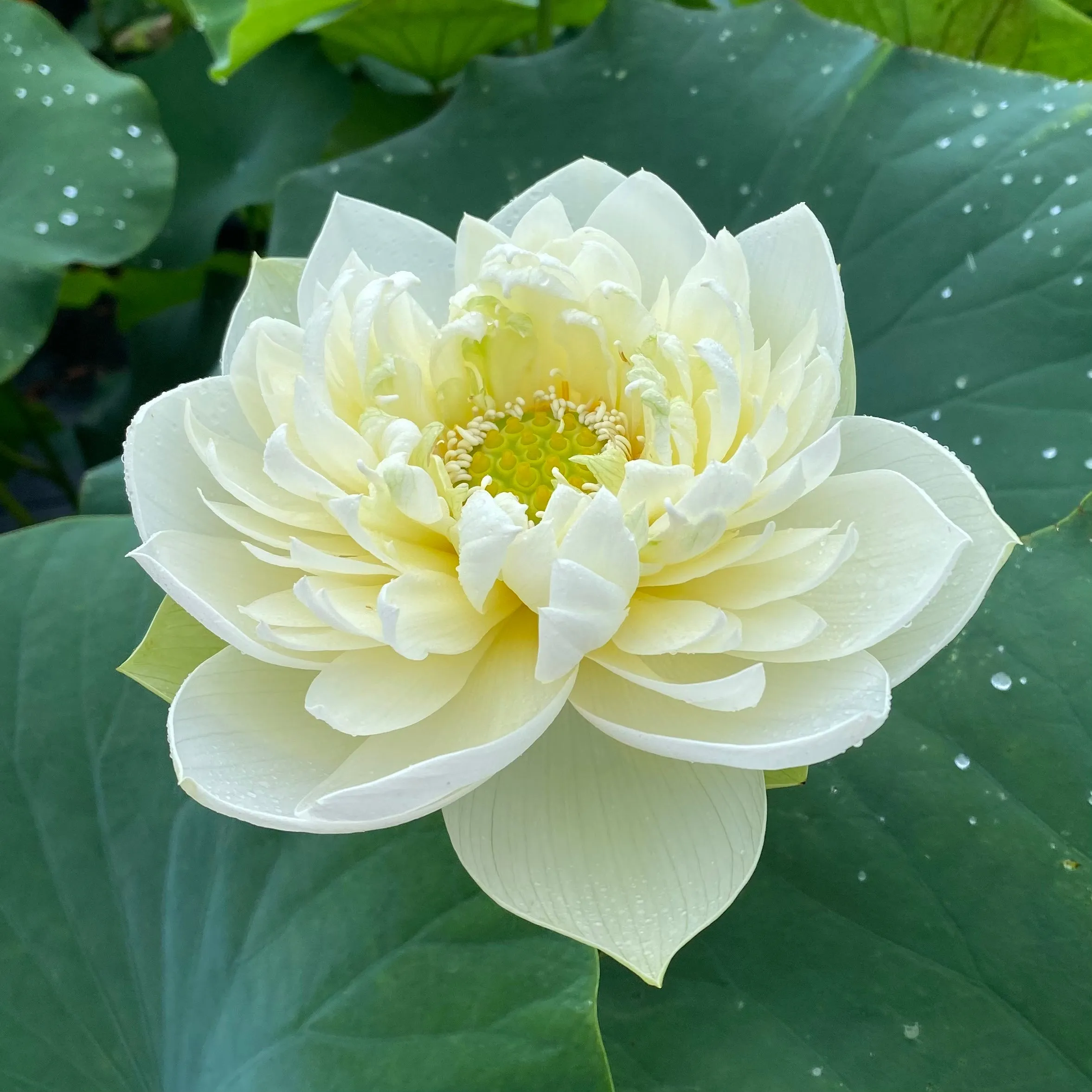 Golden Phoenix Lotus <br>Amazing drape on yellow blooms!