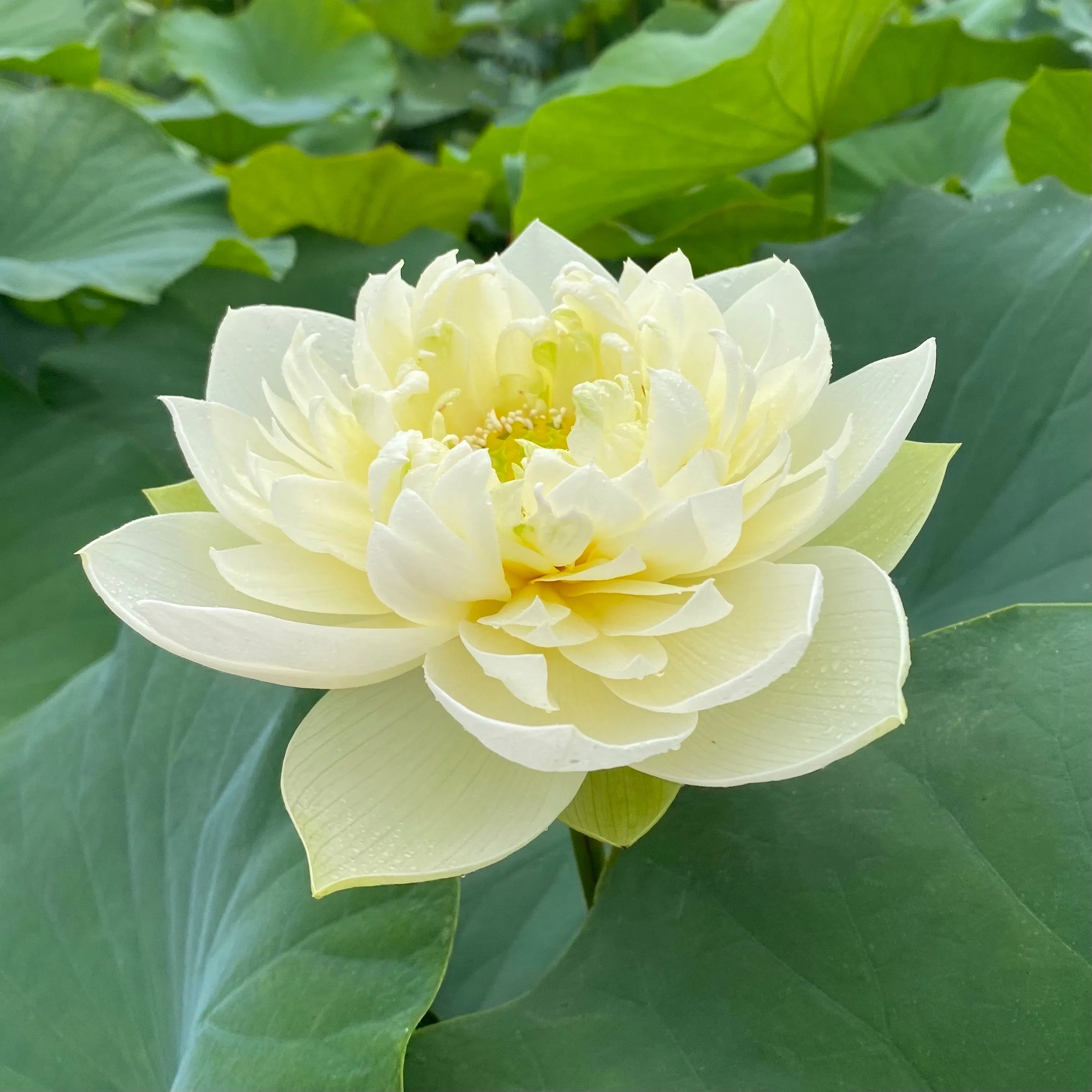 Golden Phoenix Lotus <br>Amazing drape on yellow blooms!