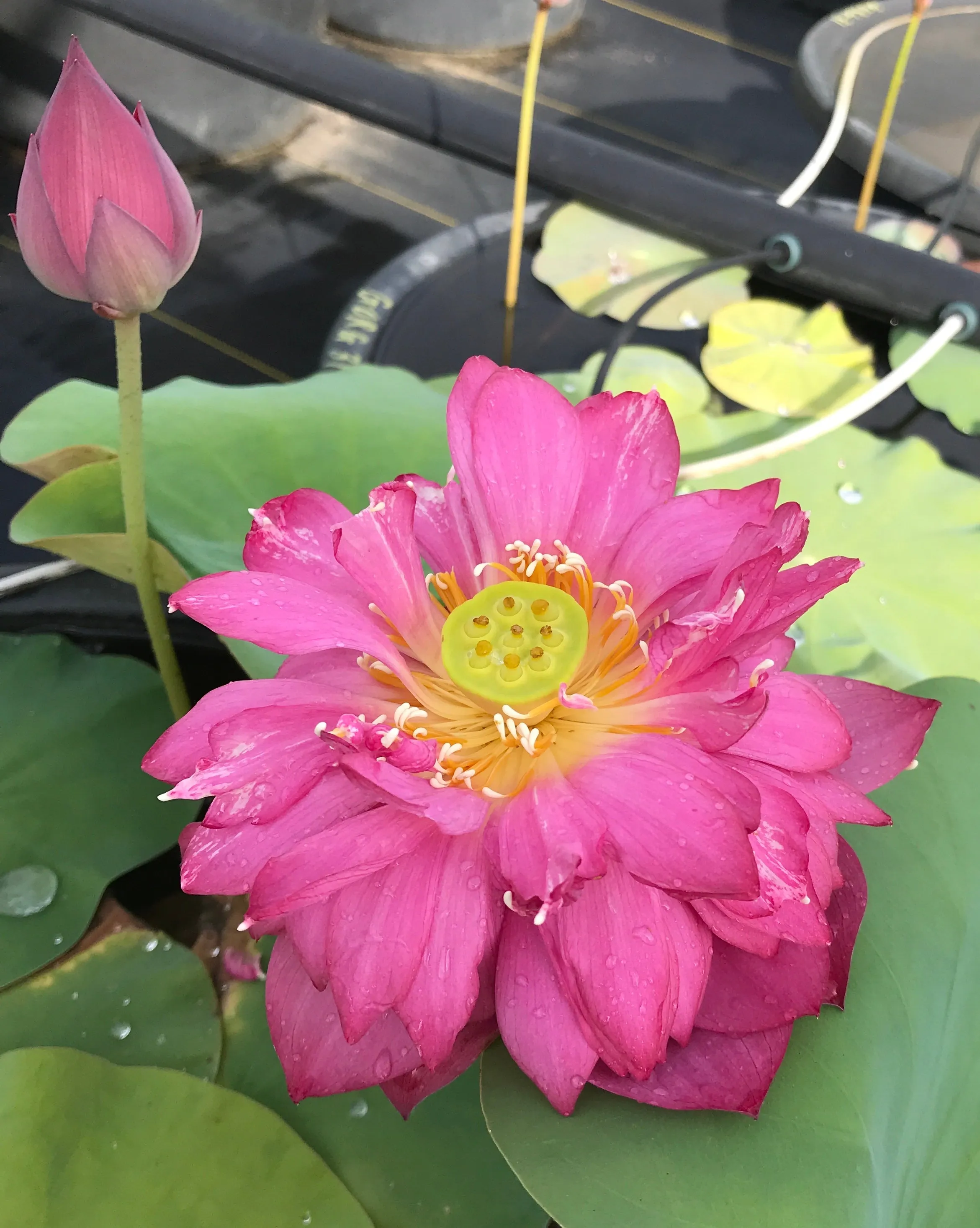 Gorgeous Lotus <br>Tall / Easy to grow