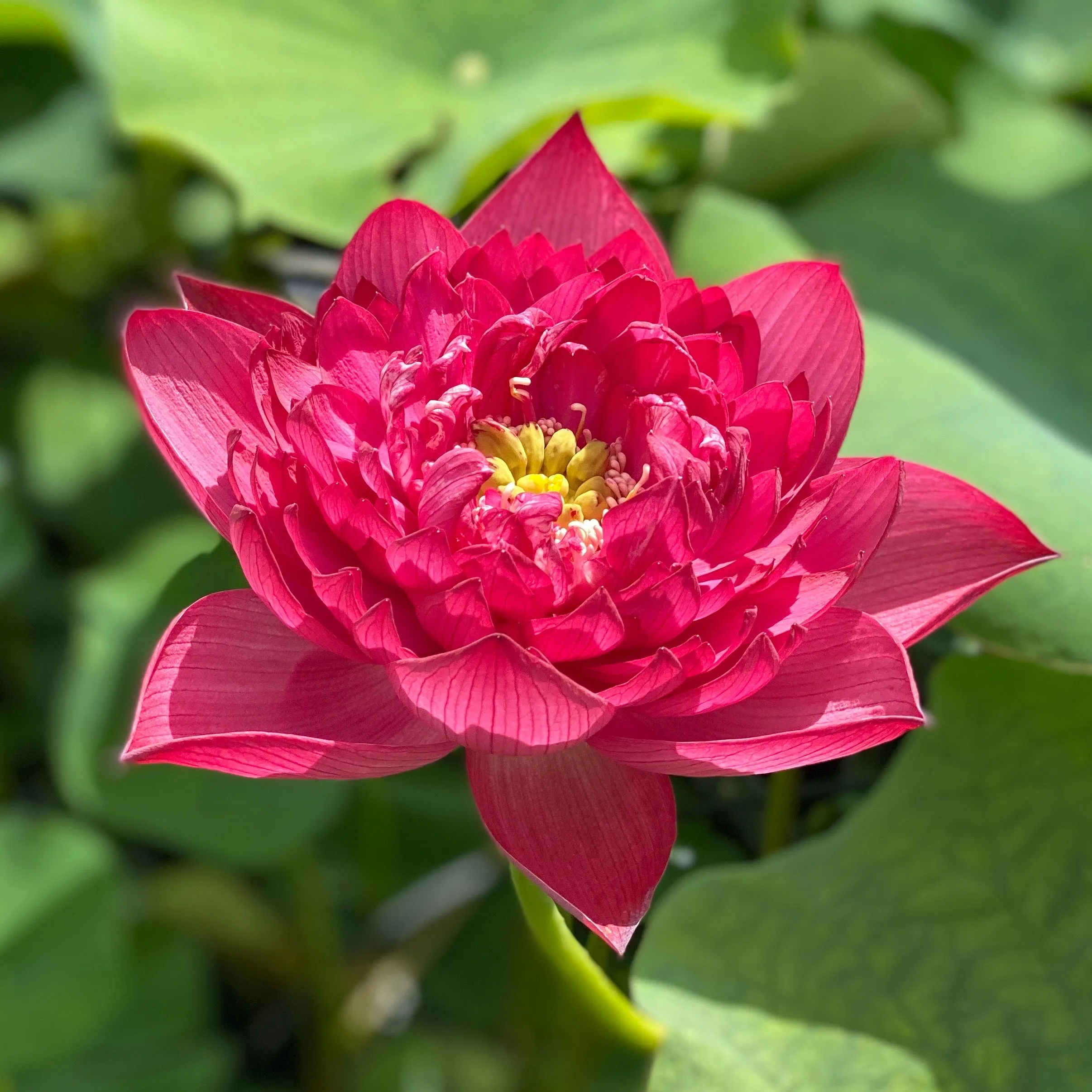 Happy Eyes Lotus (Meiyan) <br> Medium / Double Red Blooms!