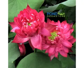 Happy Eyes Lotus (Meiyan) <br> Medium / Double Red Blooms!