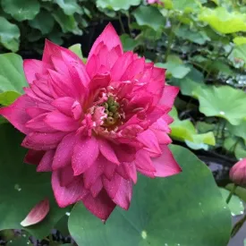 Jewel Flower Lotus  <br> Ravishing, full blooms on this gem!