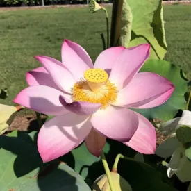 Jianxuan 17 Lotus <br>Top Seed Producer! / Edible Tubers  ❤️