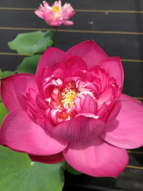 Lady Bingley Lotus<br>Drenched in luxuriant color and heavy bloomer!