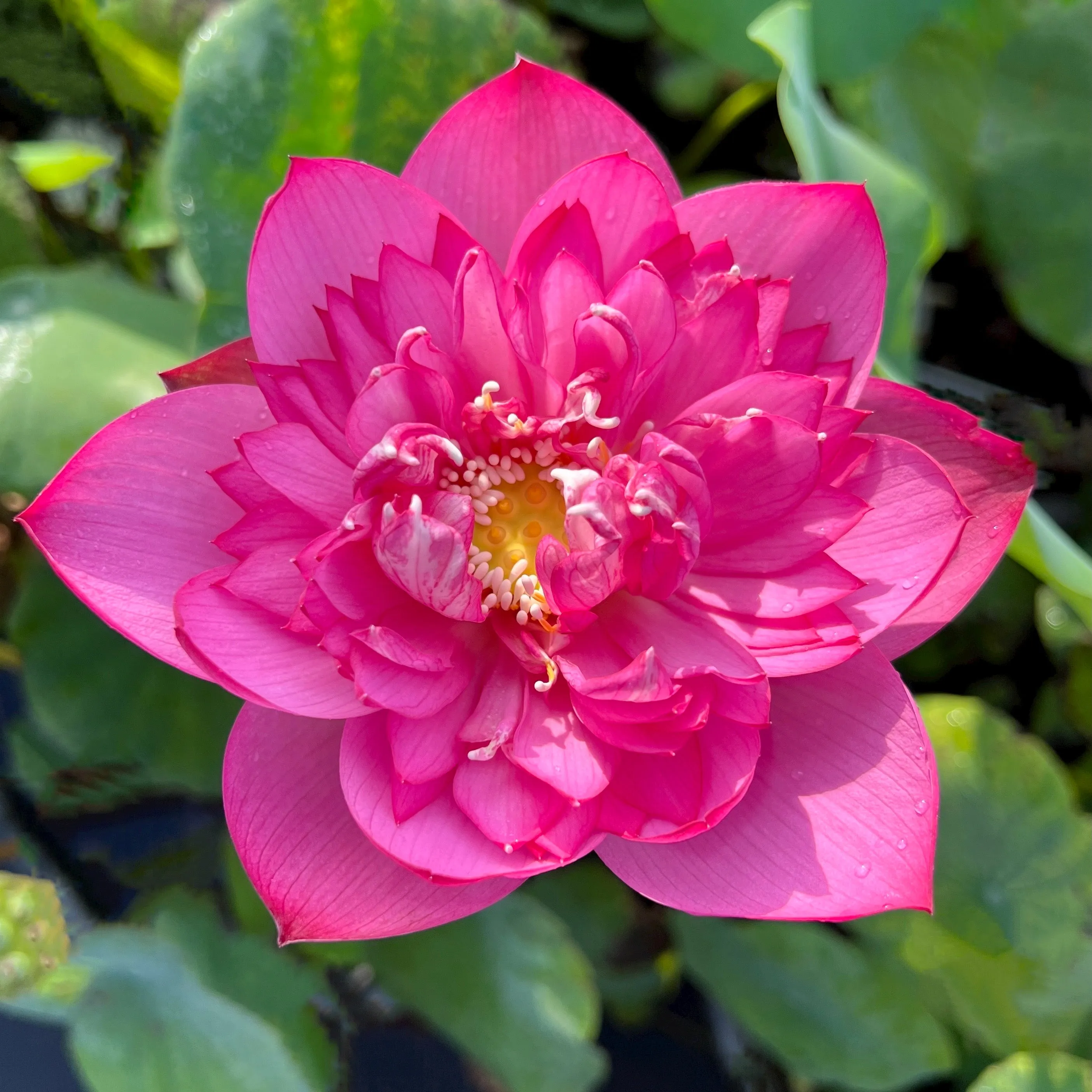 Lady Bingley Lotus<br>Drenched in luxuriant color and heavy bloomer!