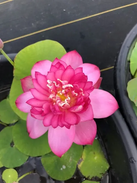 Lady Bingley Lotus<br>Drenched in luxuriant color and heavy bloomer!