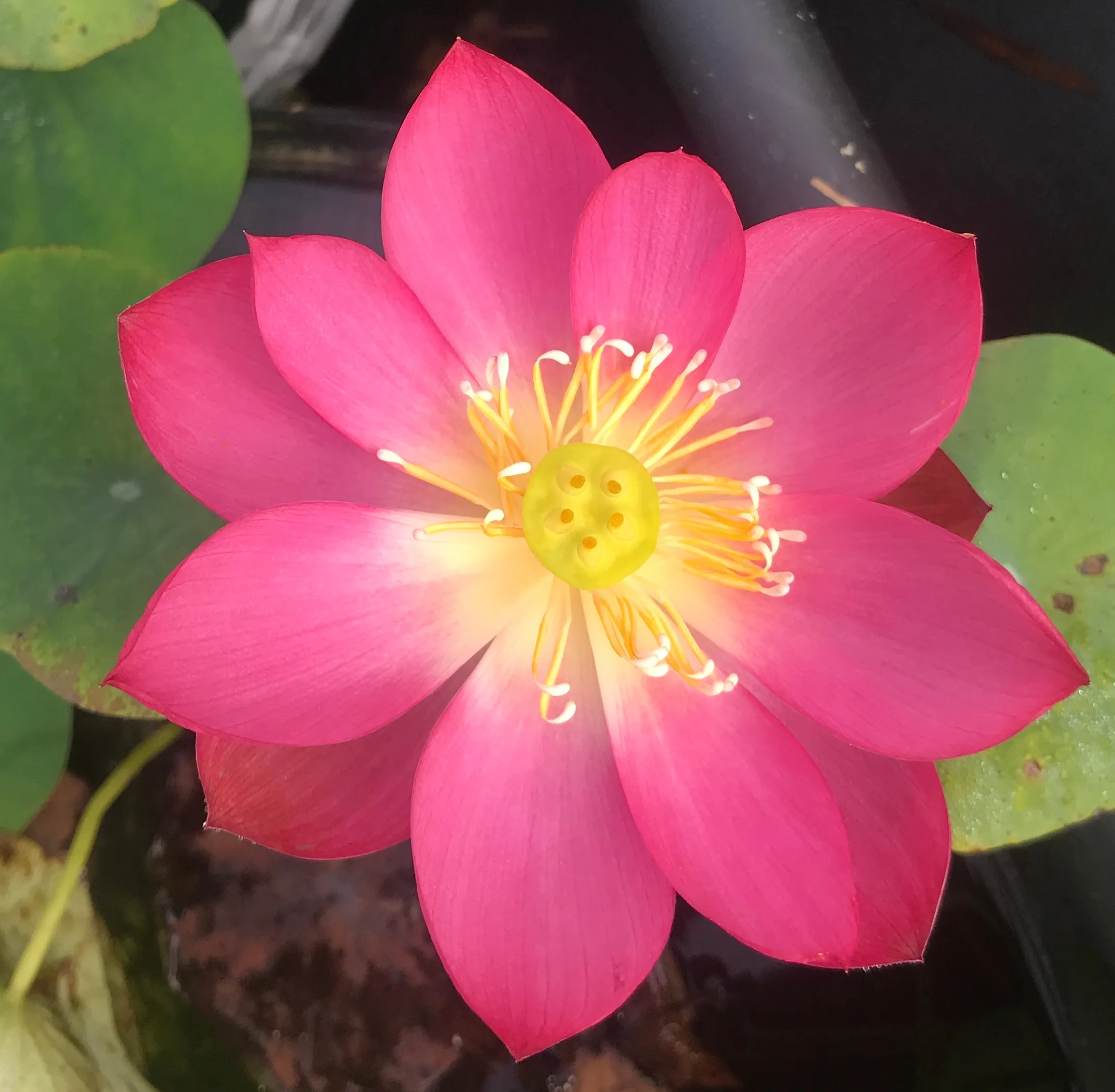 Little Longevity Star Lotus  <br> Brilliant-Red Blooms!