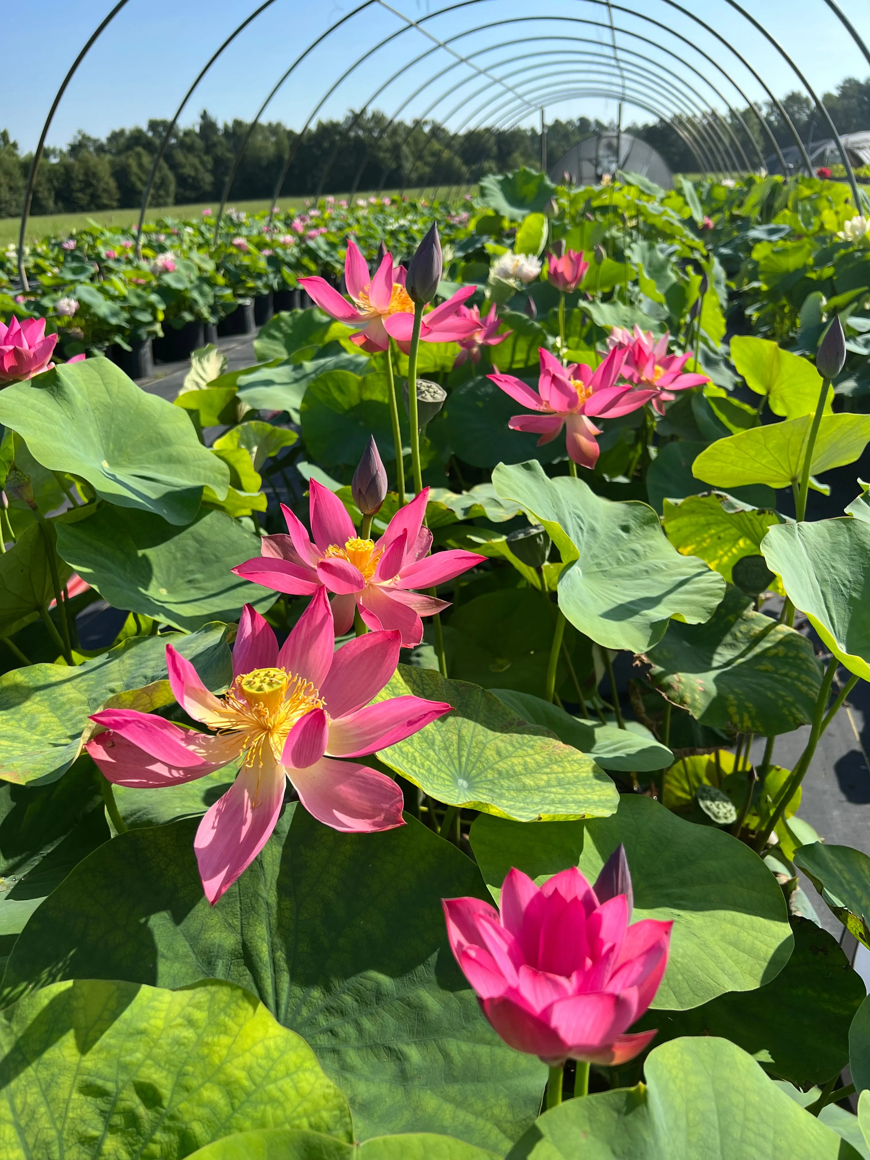 Little Red Missing Lotus <br>  Always a customer favorite!