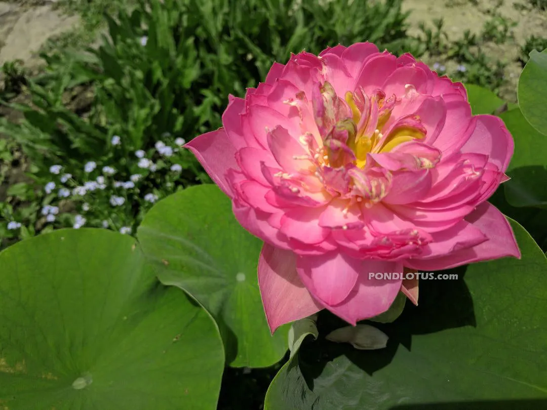 Mangala Patum Lotus <br>  TOP 10 Special Lotus / Heavy Bloomer!