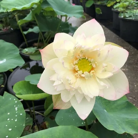 New Cloud Brocade Lotus<br>Fabulous drape on this lovely versicolor lotus!