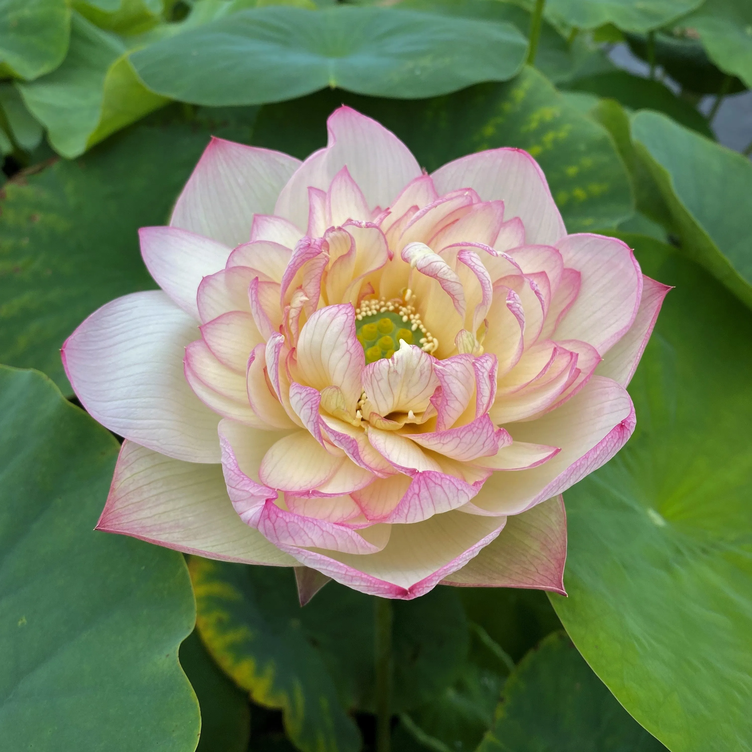 New Cloud Brocade Lotus<br>Fabulous drape on this lovely versicolor lotus!