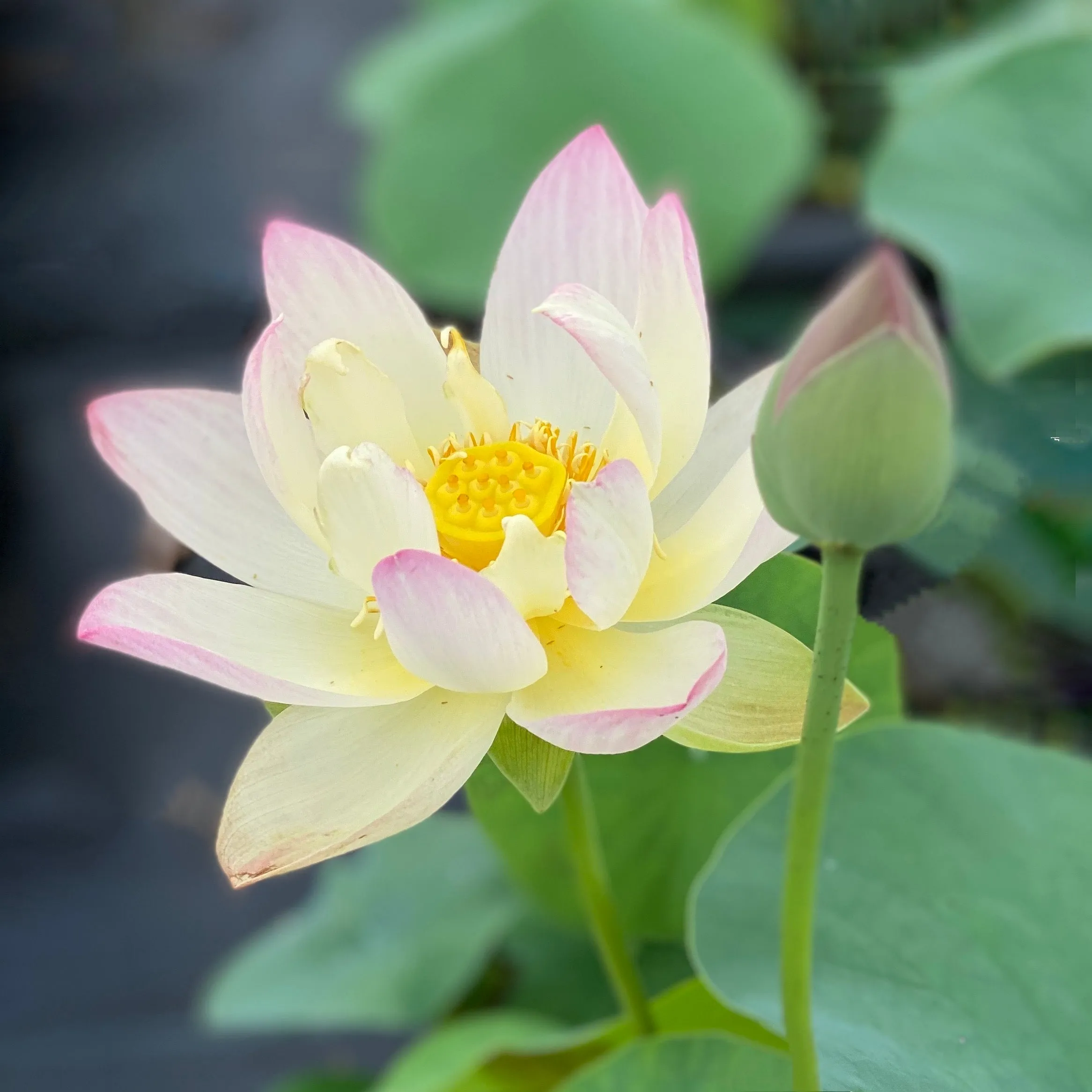 Oriole Out of Water Lotus   <br> Keeps blooming later in the season!