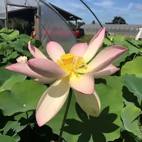 Patricia Garrett Lotus<br>Dancing flowers held high above the foliage!