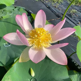 Patricia Garrett Lotus<br>Dancing flowers held high above the foliage!