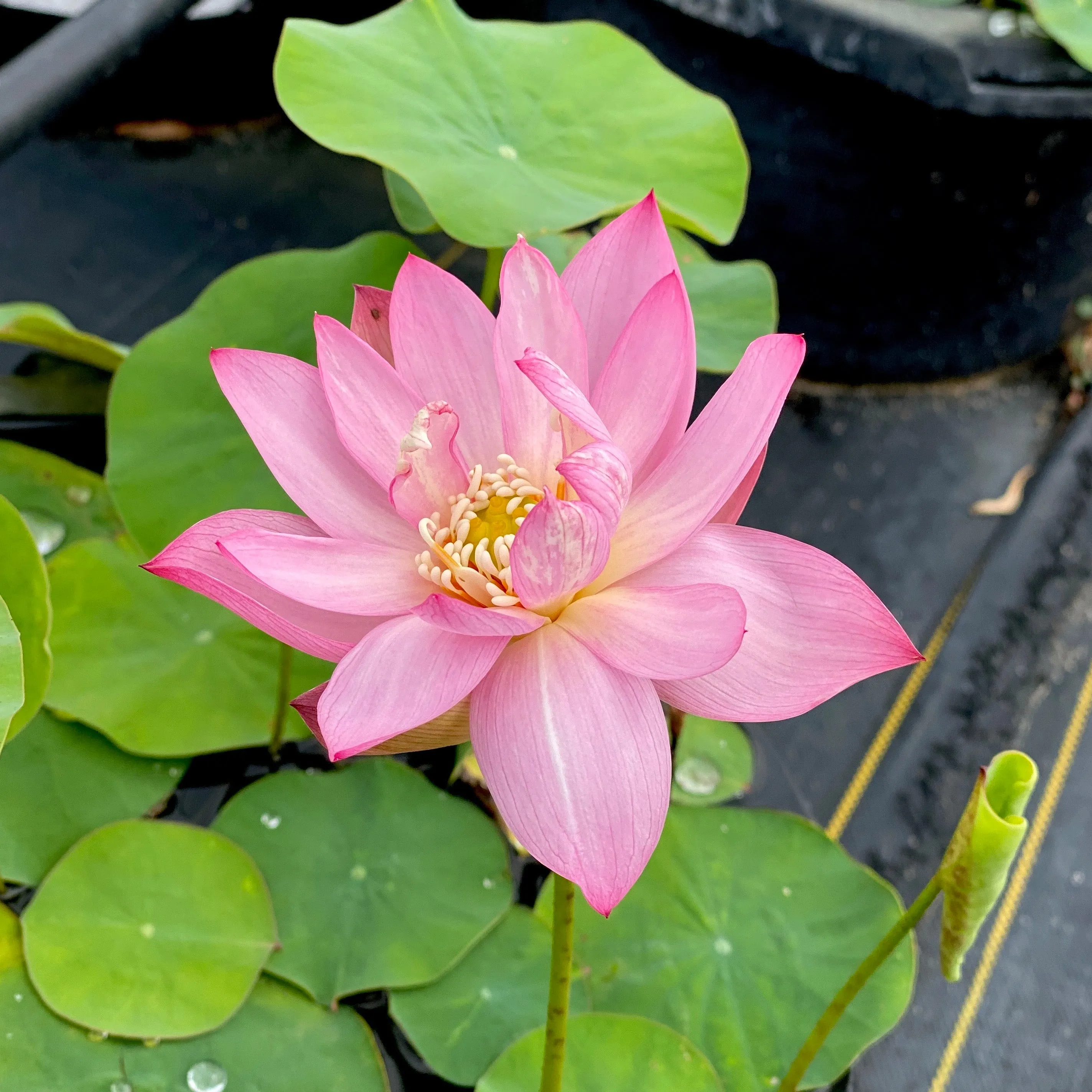 Pee Bee Pink Lotus  <br> Small, sweet-pink lotus!