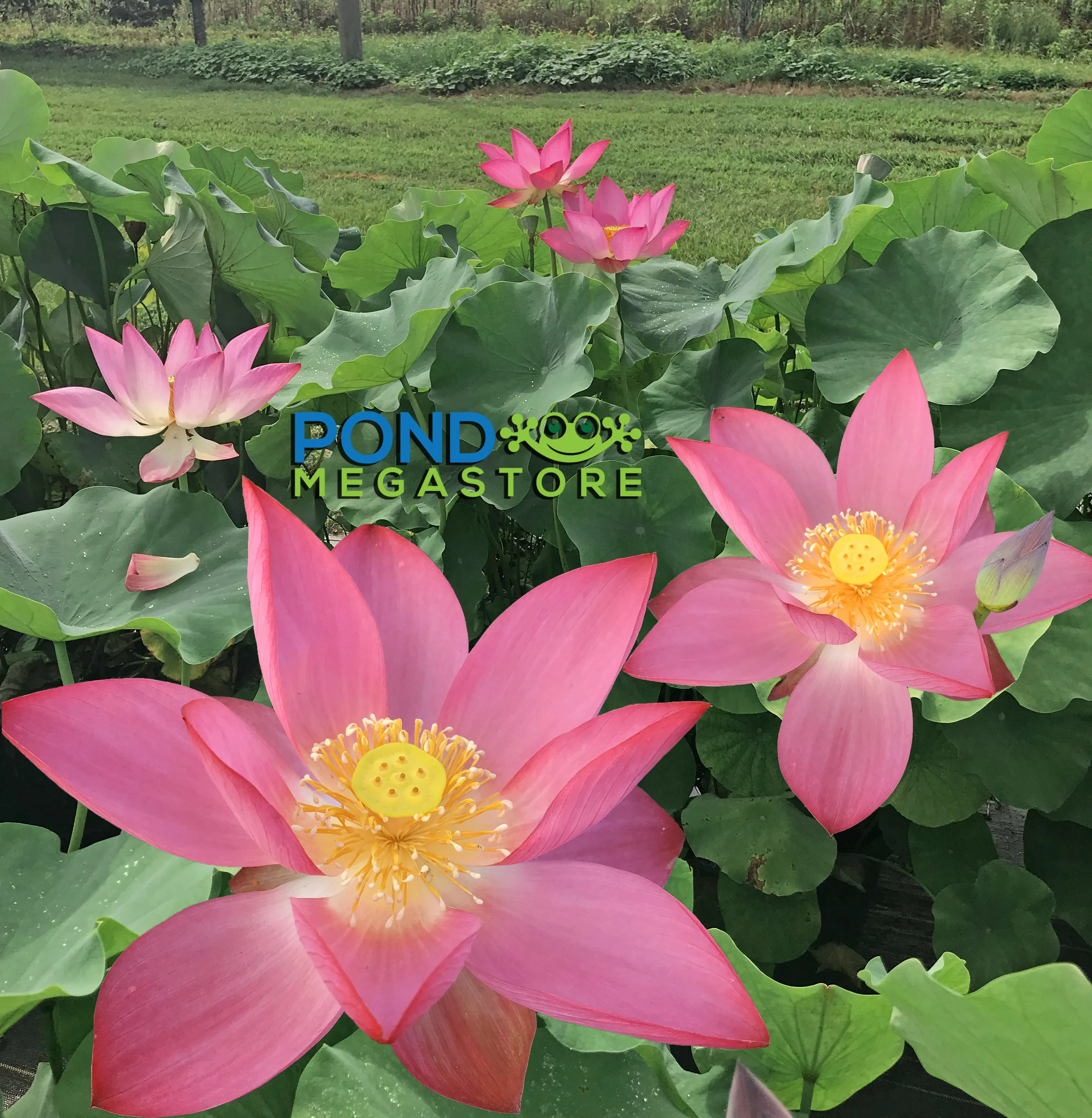 Pekinensis Rubra Lotus <br>Flowers are absolutely mesmerizing!