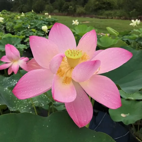 Pink-A-Licious Lotus  <br>  Tall / Heavy blooming!