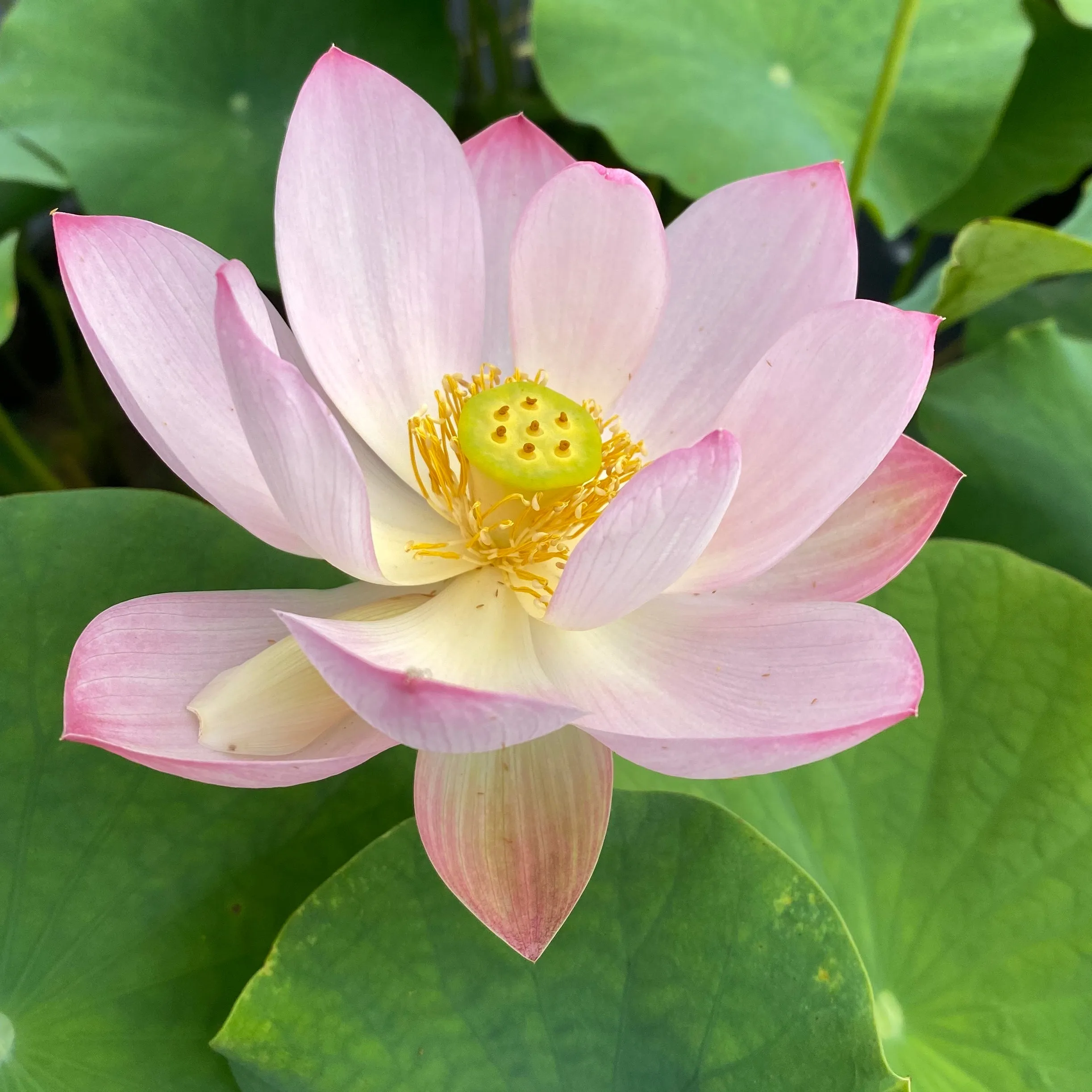 Pink Parfait Lotus  <br> Sweet-Pink blooms!