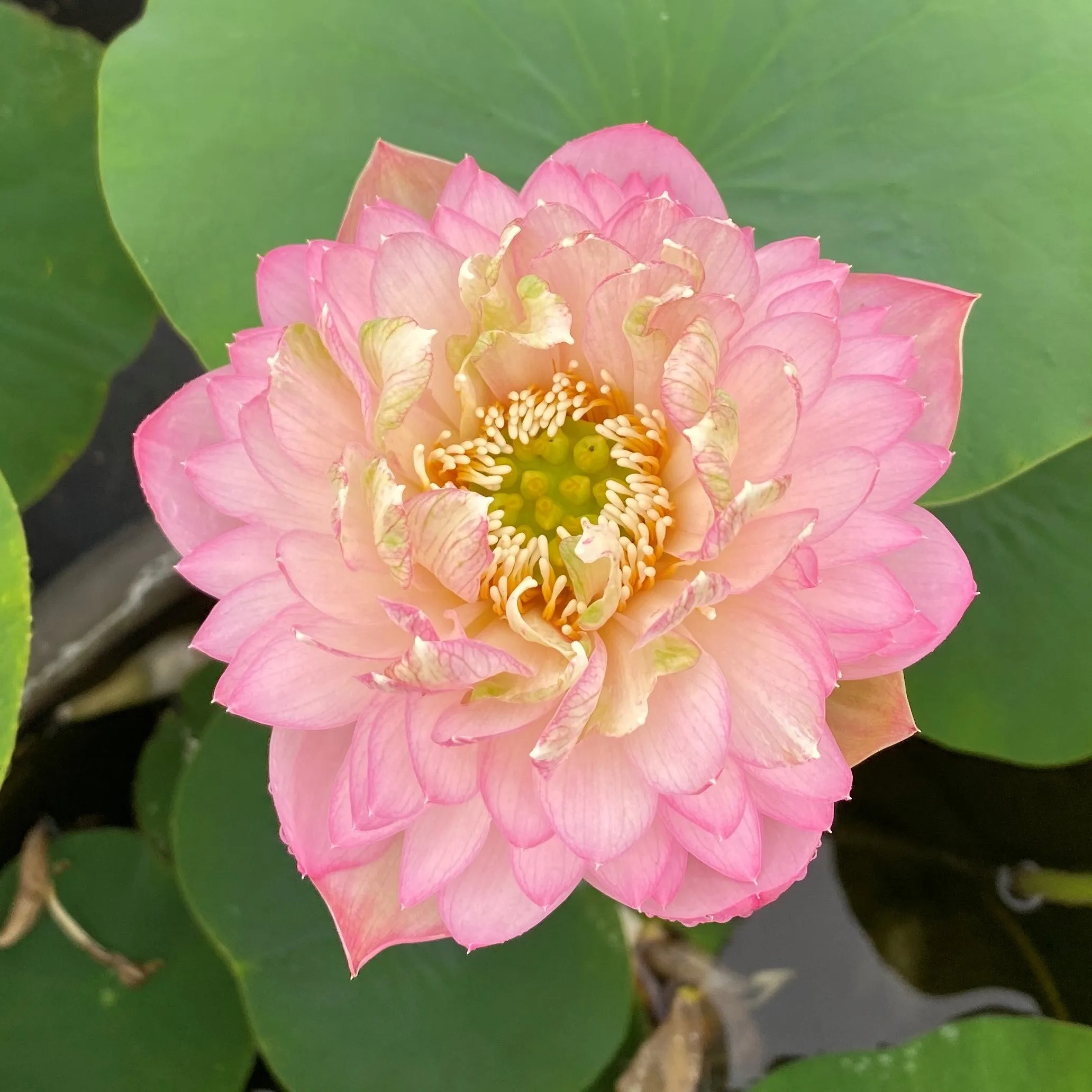 Pink Peach Lotus   <br>   Tall / Stunning drape and color !