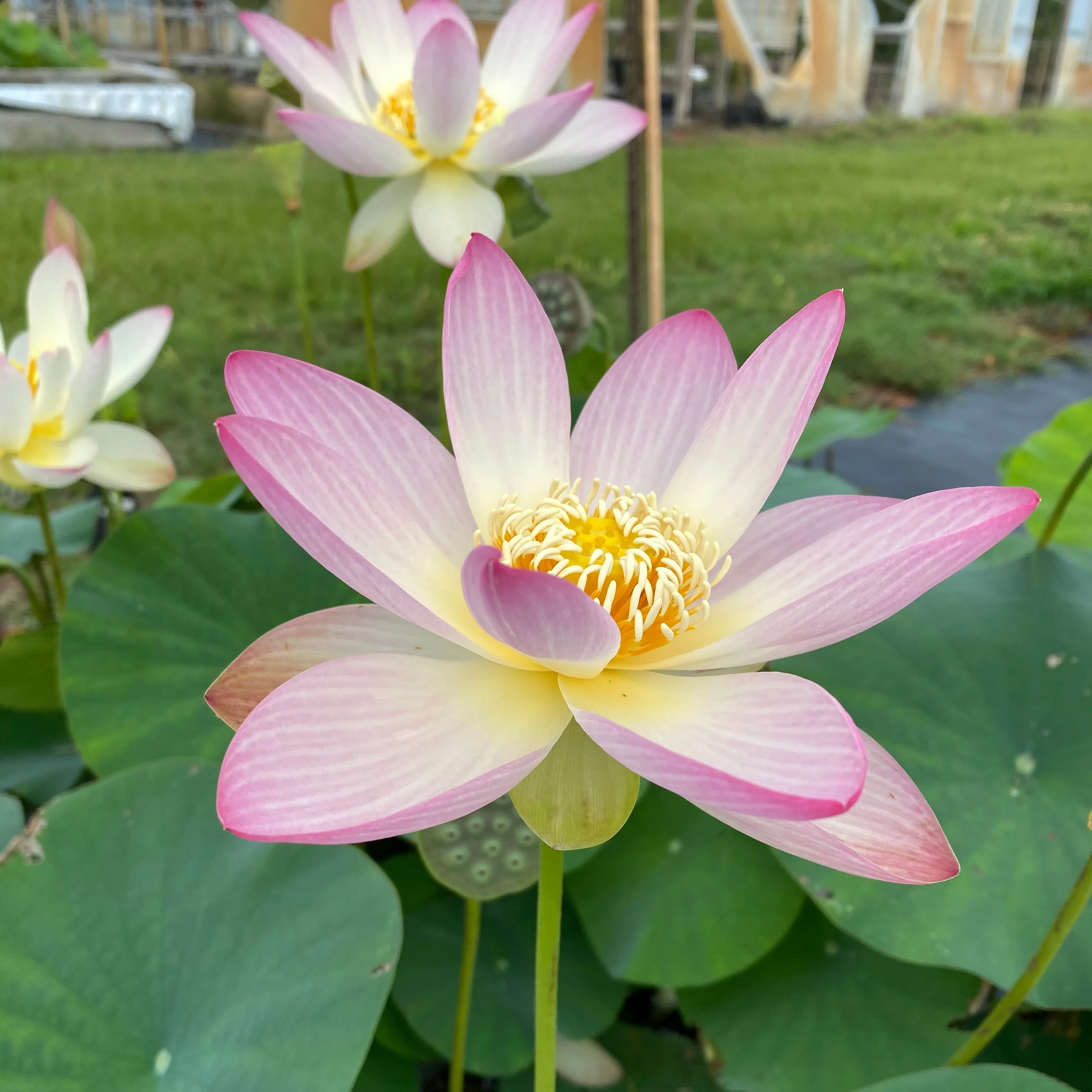 Princess Abby of Ten Mile Creek Lotus  <br>Dainty regal gem!