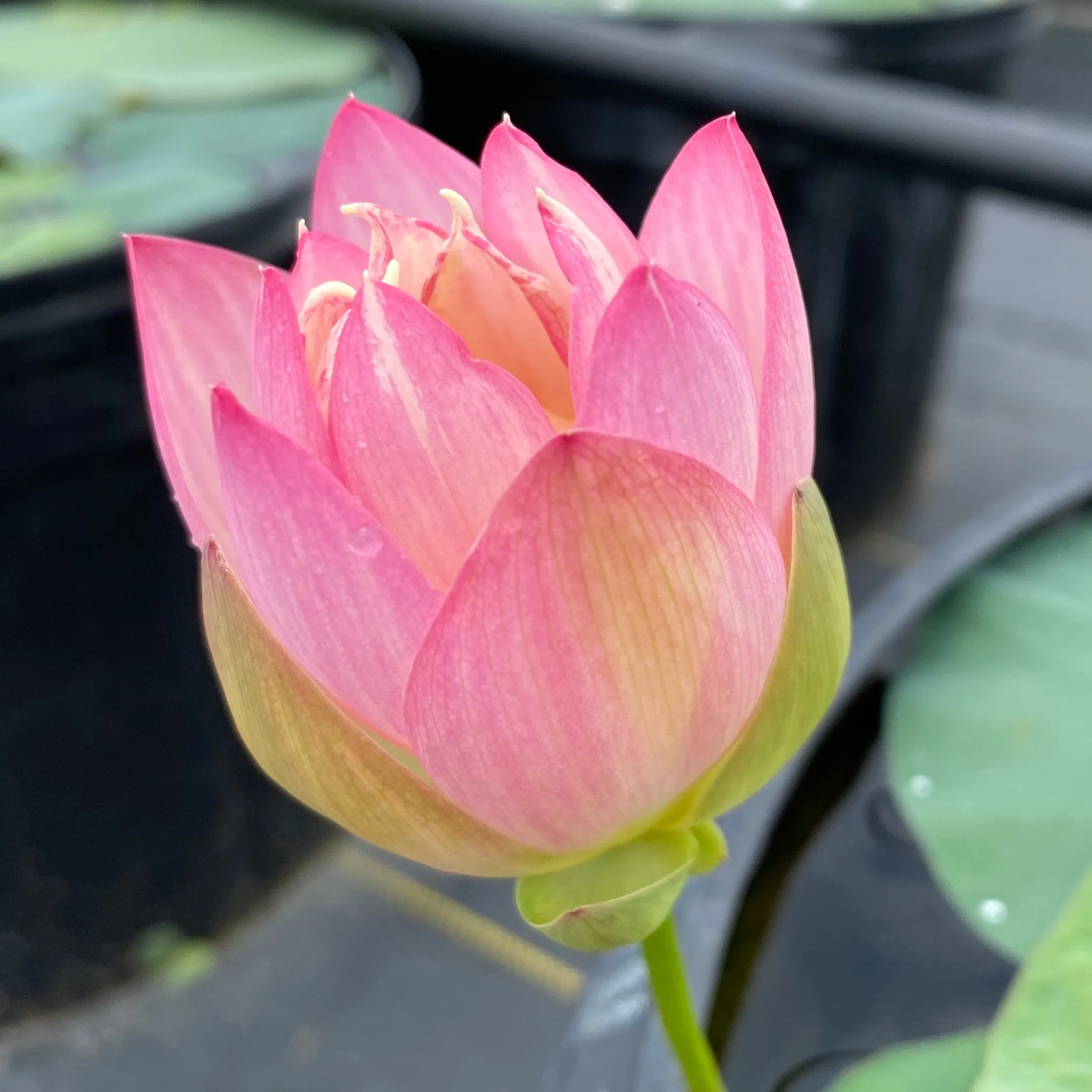 Princess Abby of Ten Mile Creek Lotus  <br>Dainty regal gem!